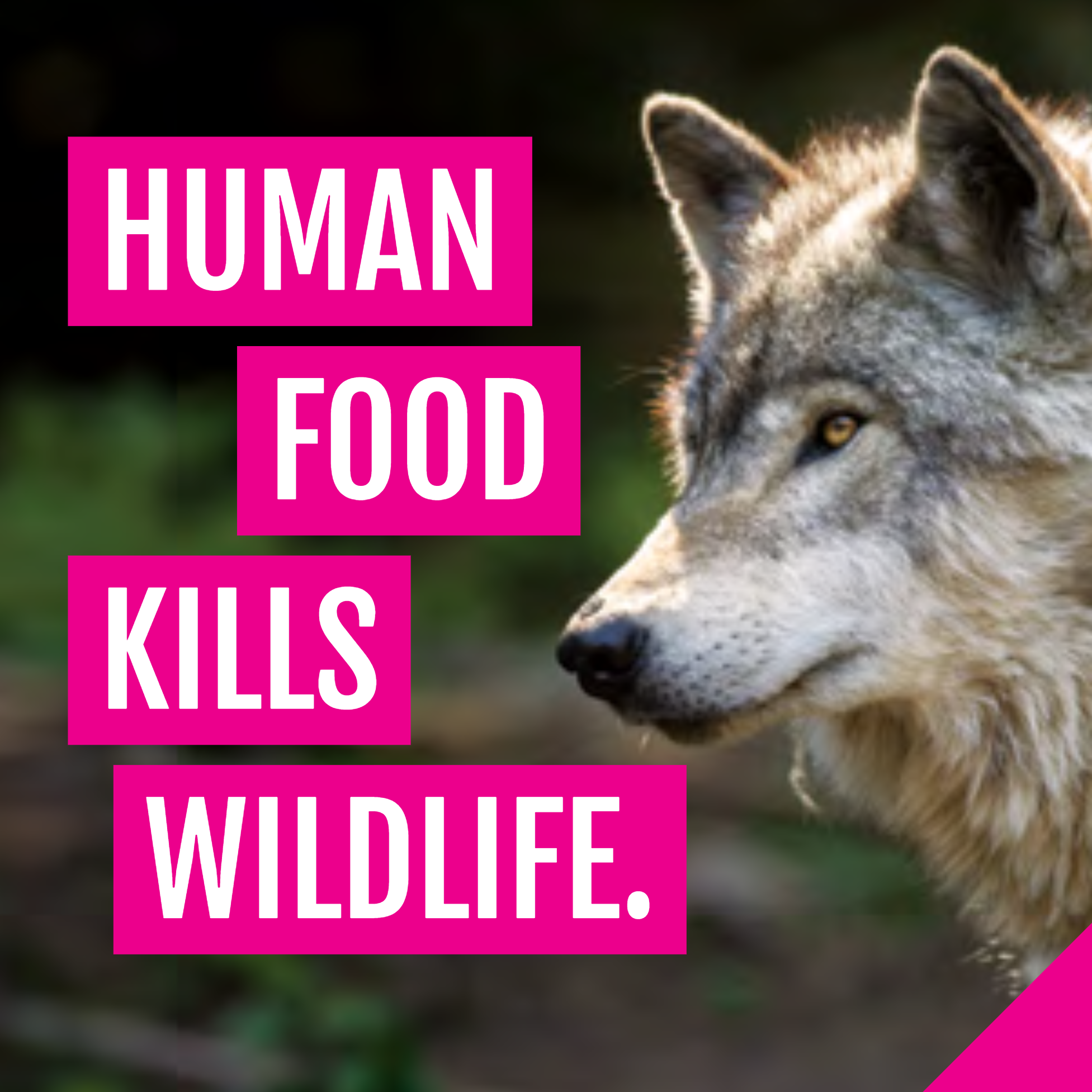 Always put garbage in a wildlife-proof bin.