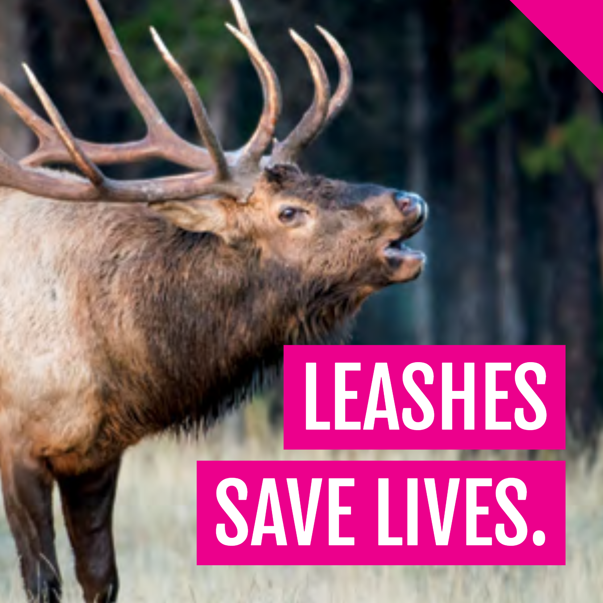 Always keep pets on a leash.