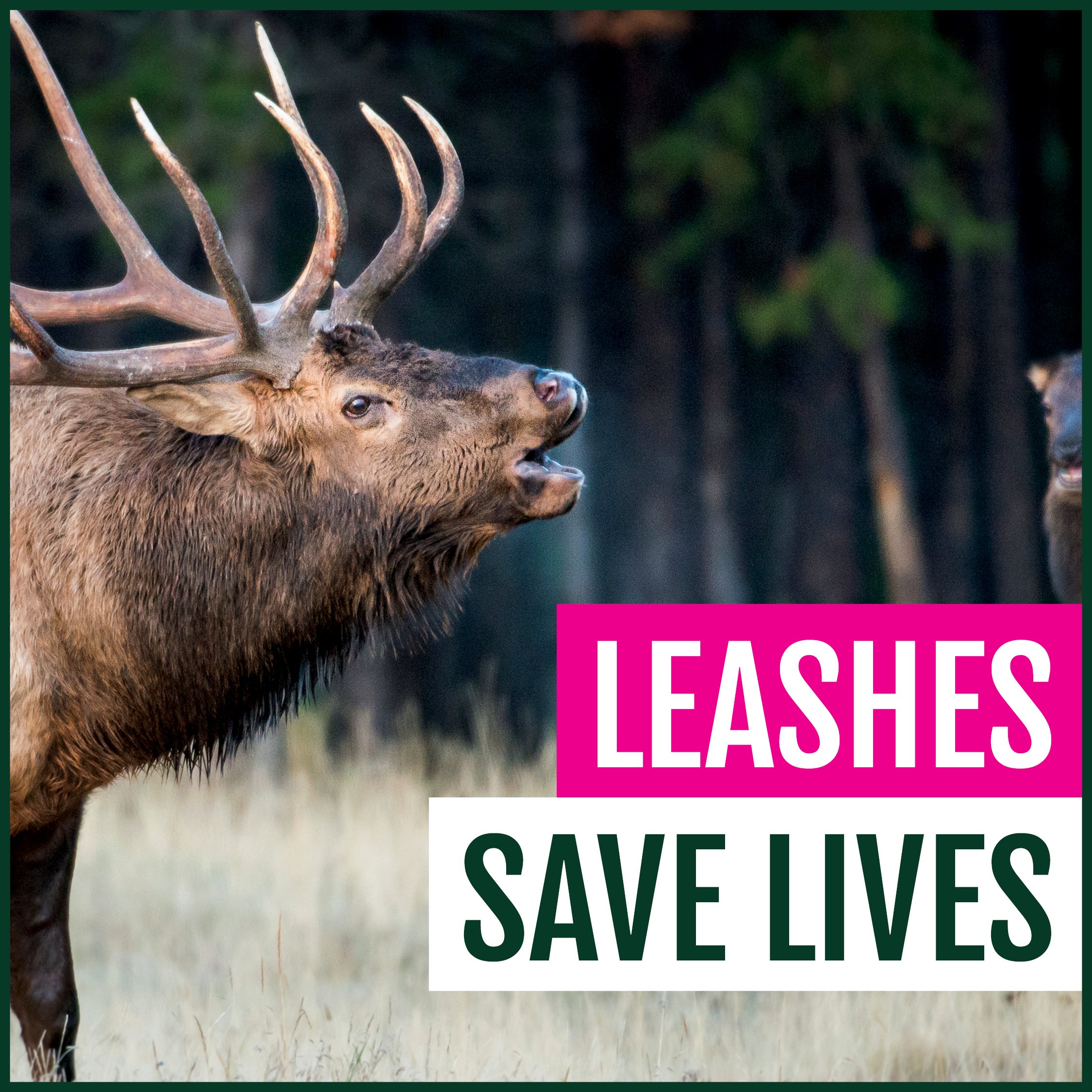 LeashesSaveLives_v2_1080x1080.jpg