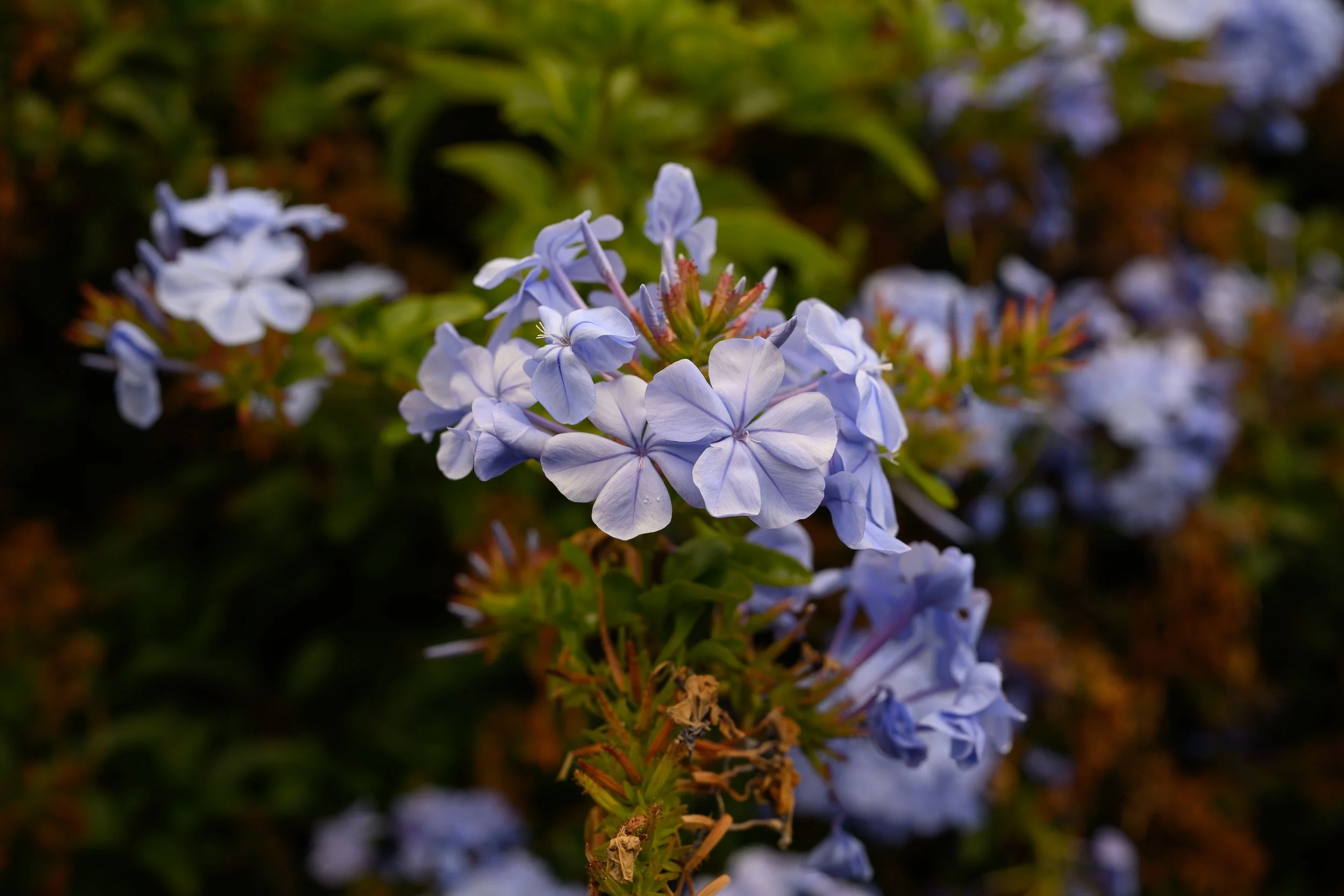 NZF_2763.jpg