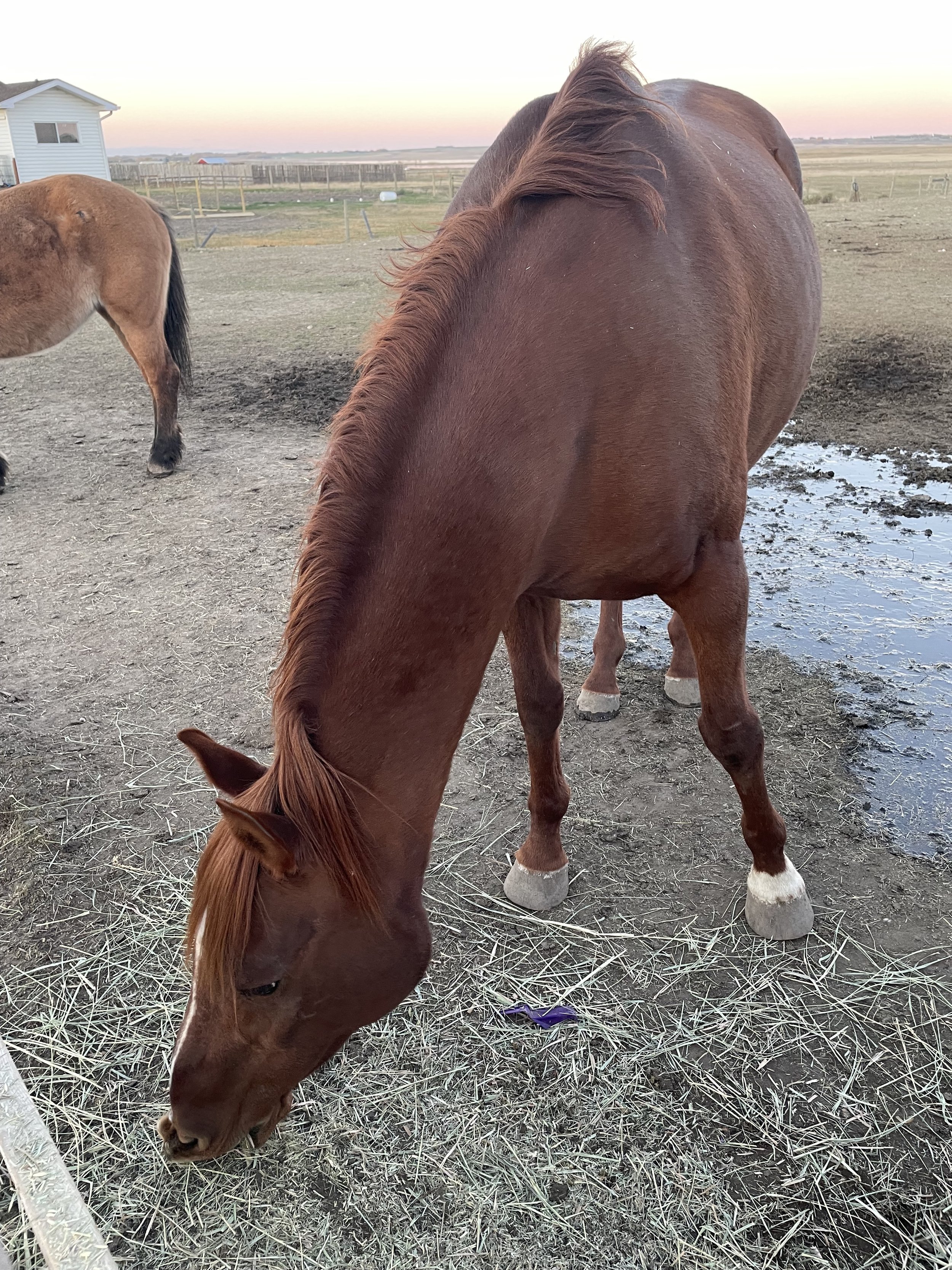 Wisdom From A Beautiful Horse Called ‘Moxxie’