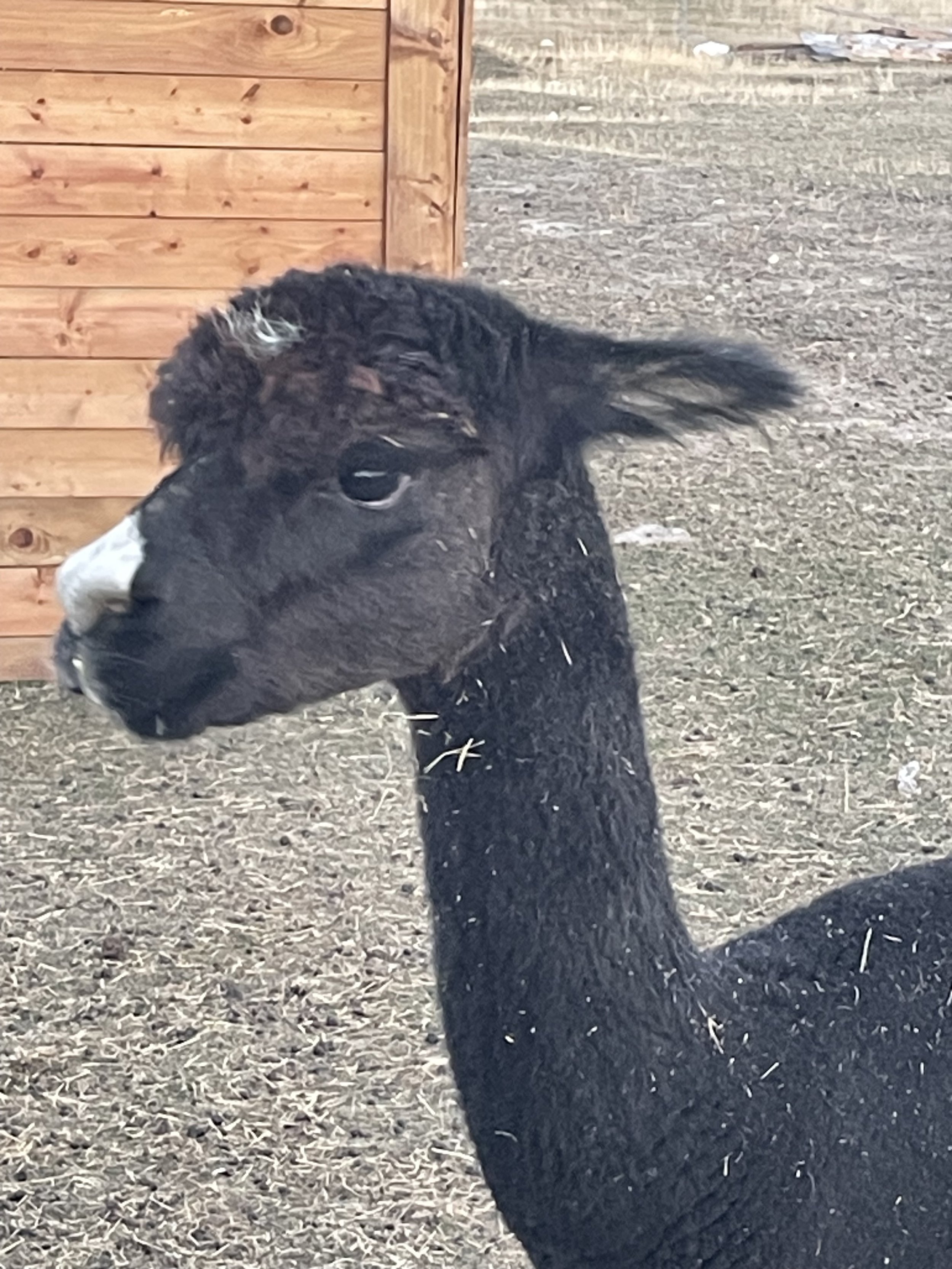 Pedro The Alpaca Is A Quirky Little Guy!