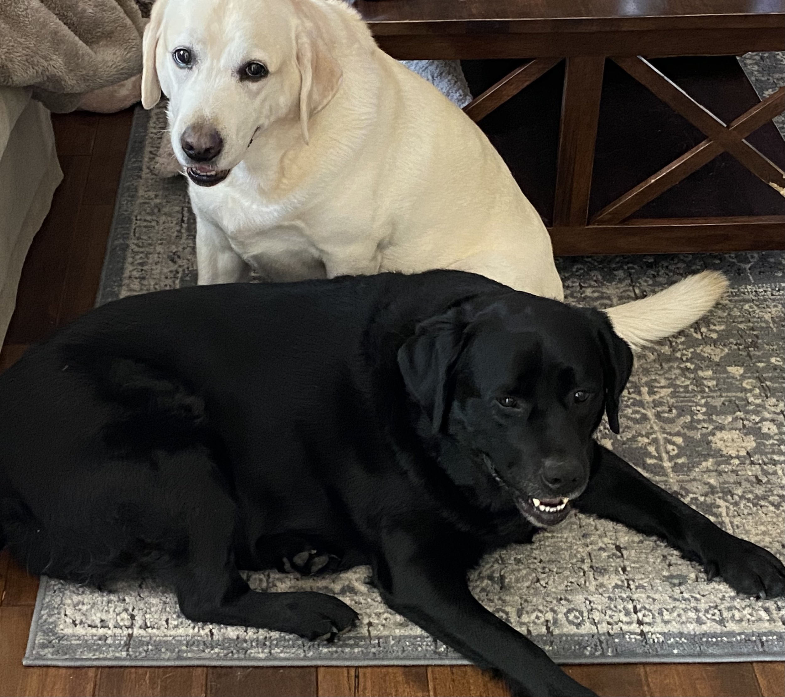 A Golden Labrador’s Enthusiastic Love Of Life
