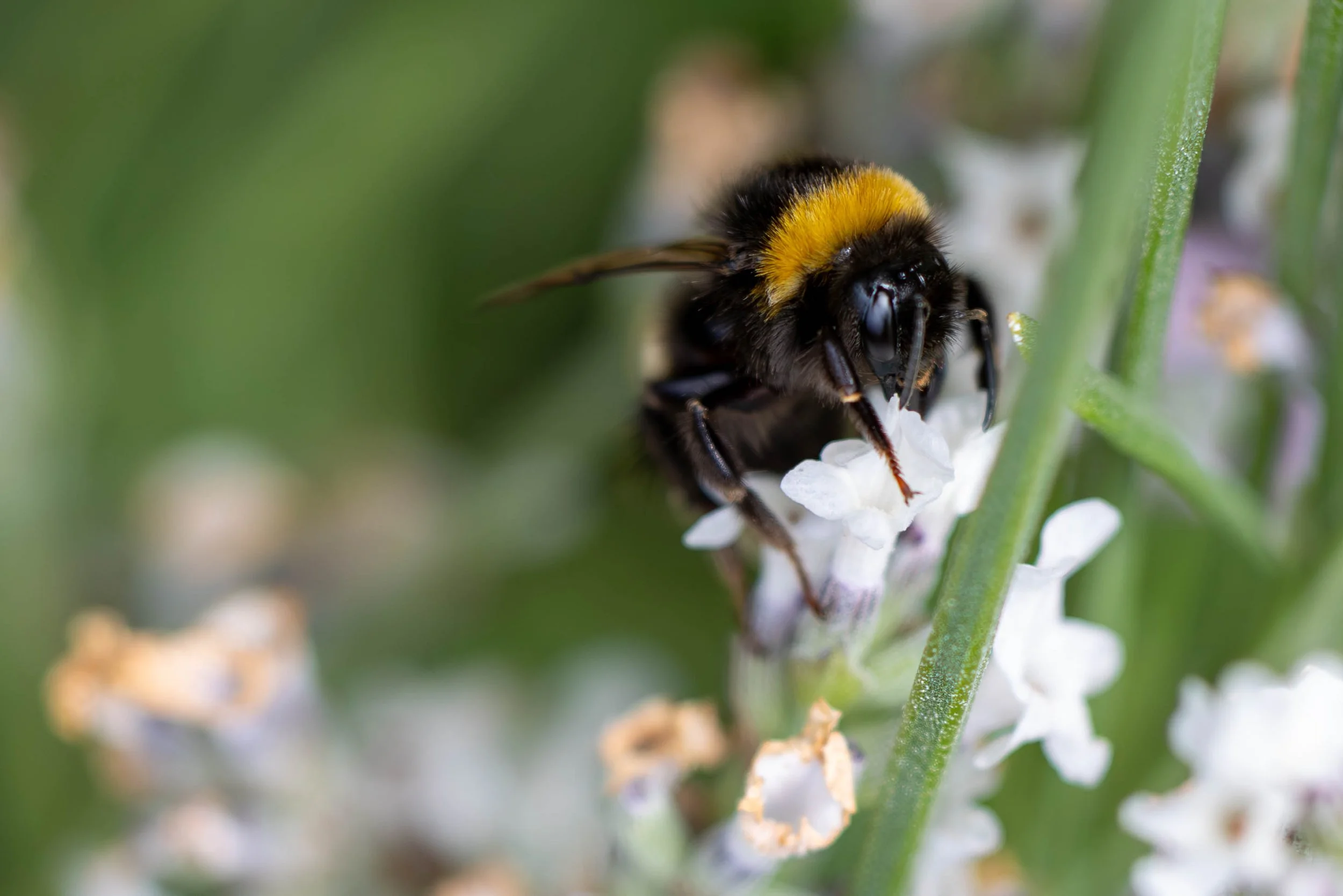 Close-up of a bumblebee collecting nectar from white flowers on green plant stem.