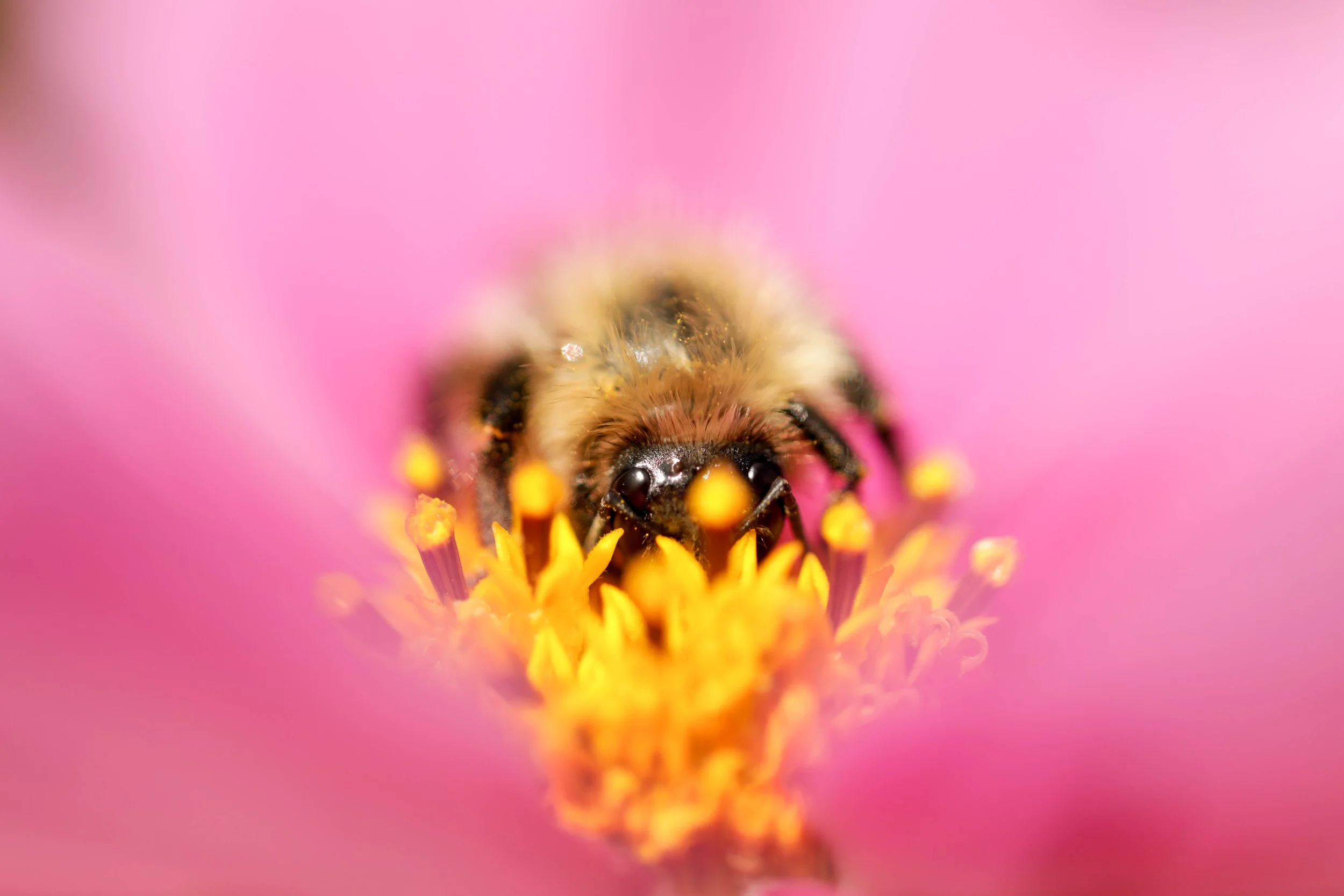 Close-up of a bee collecting nectar from a pink flower.