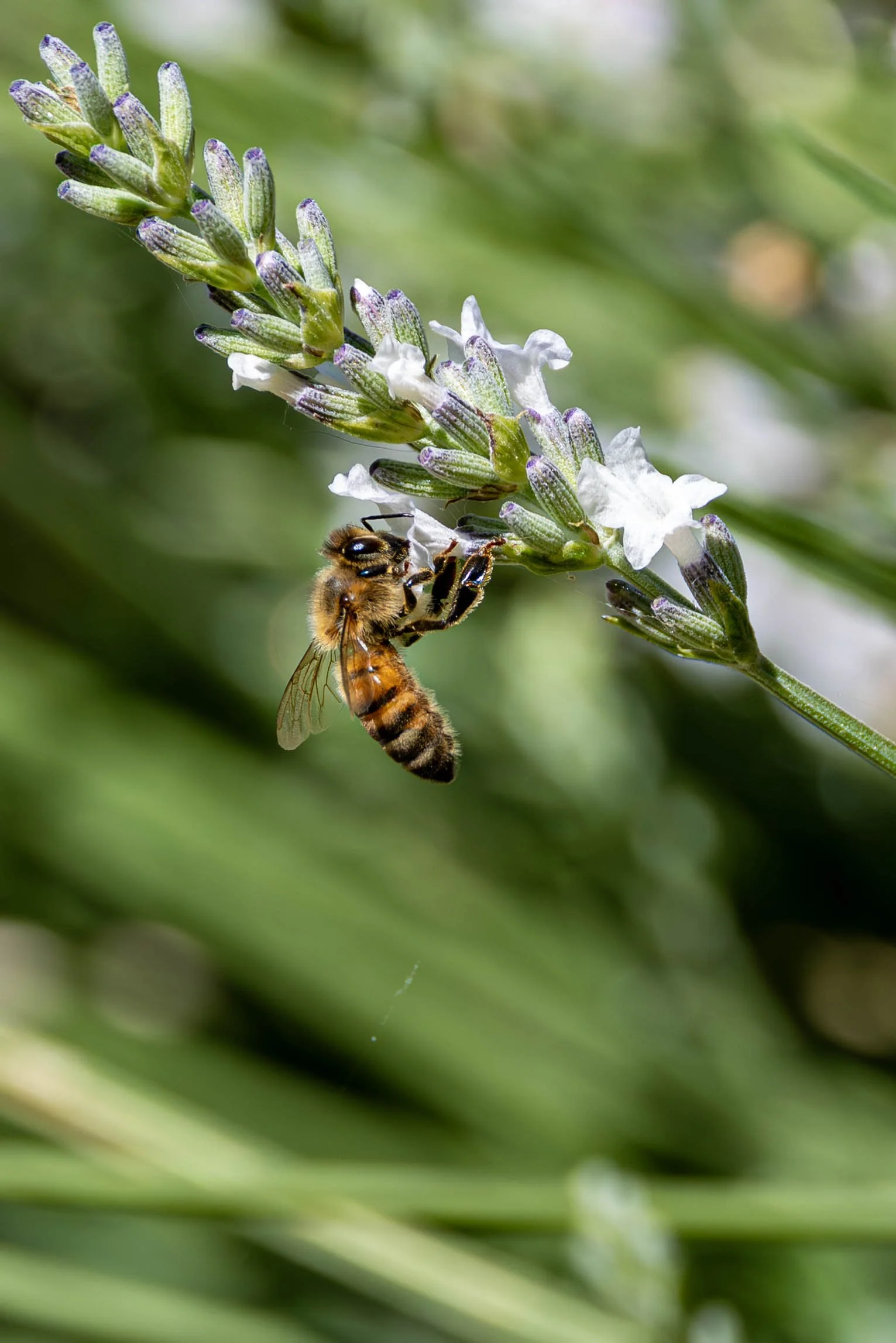 Close-up of a bee collecting nectar from lavender flowers with a blurred green background.