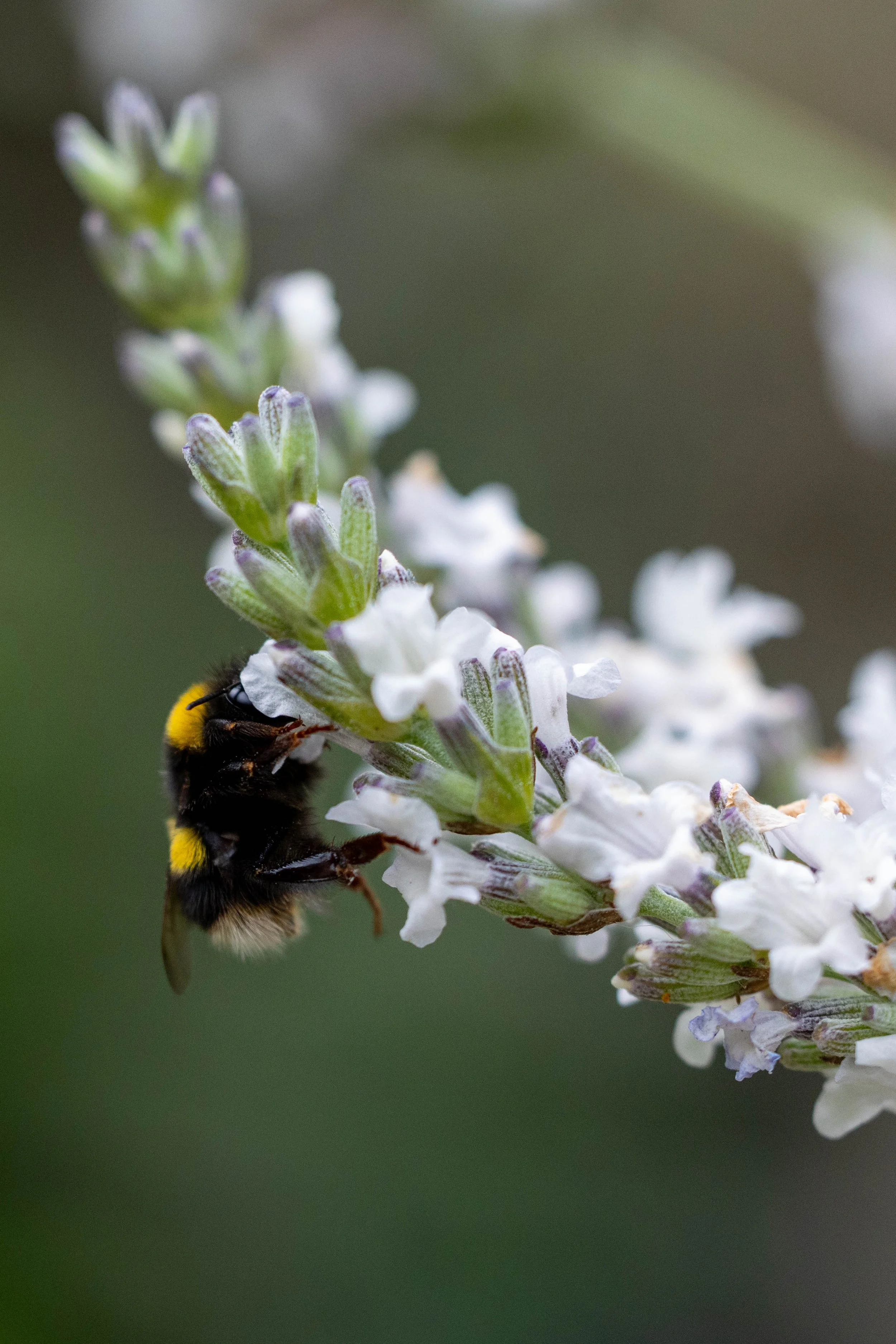 Close-up of a bumblebee collecting nectar from a white flowering plant, with blurred green background.