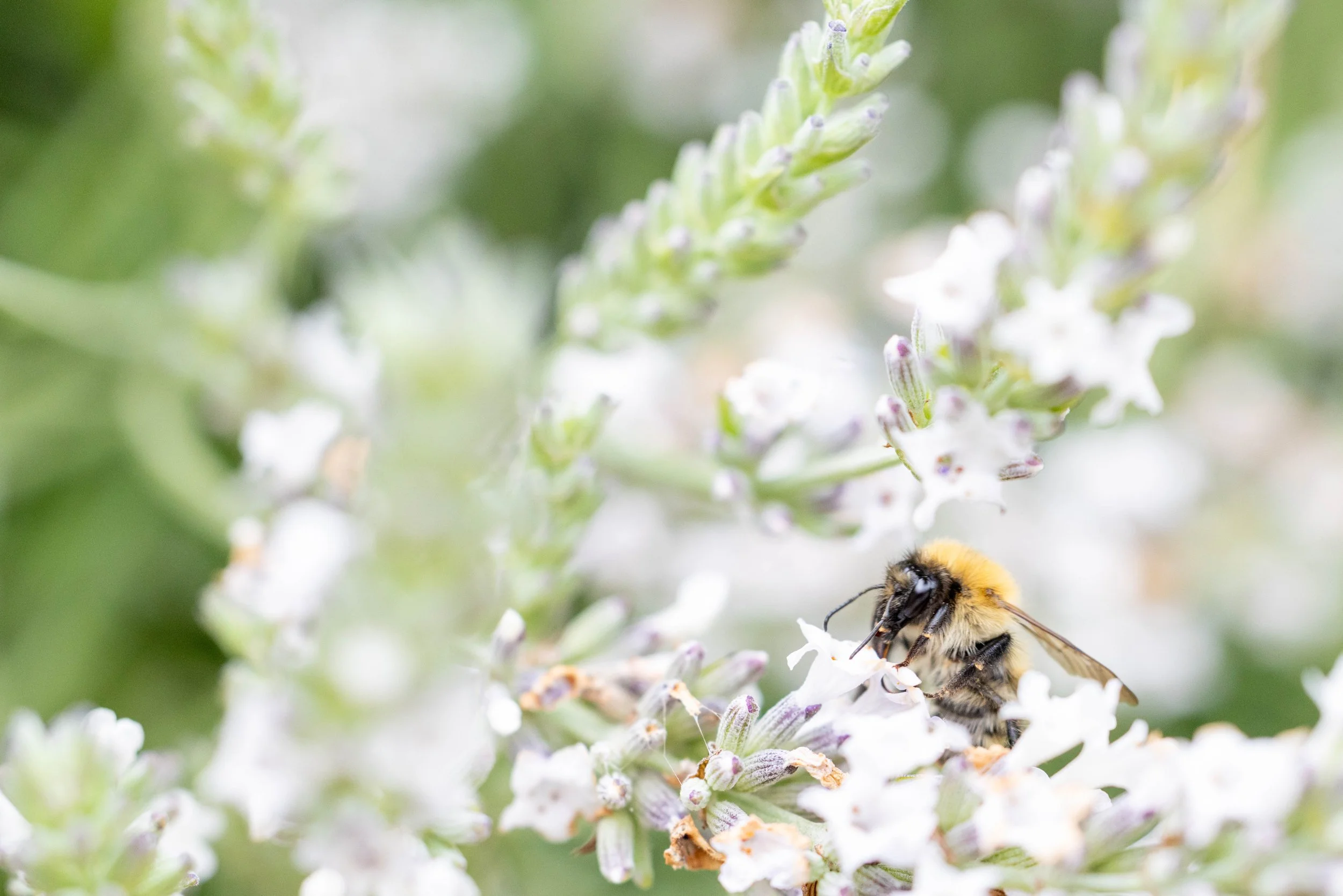 Close-up of a bee gathering nectar from small white flowers on a green plant.