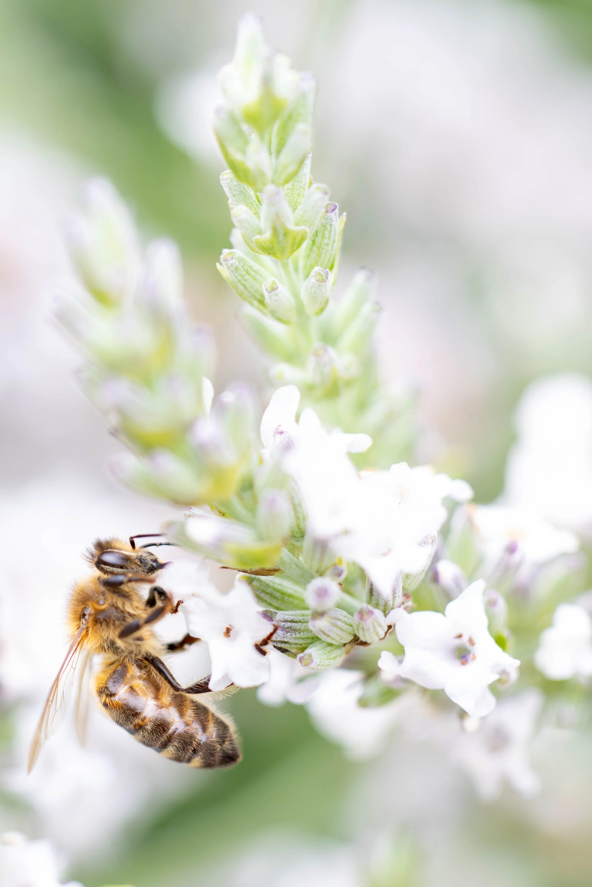 Close-up of a bee collecting nectar from a white flower on a lavender plant with a soft out-of-focus green background.