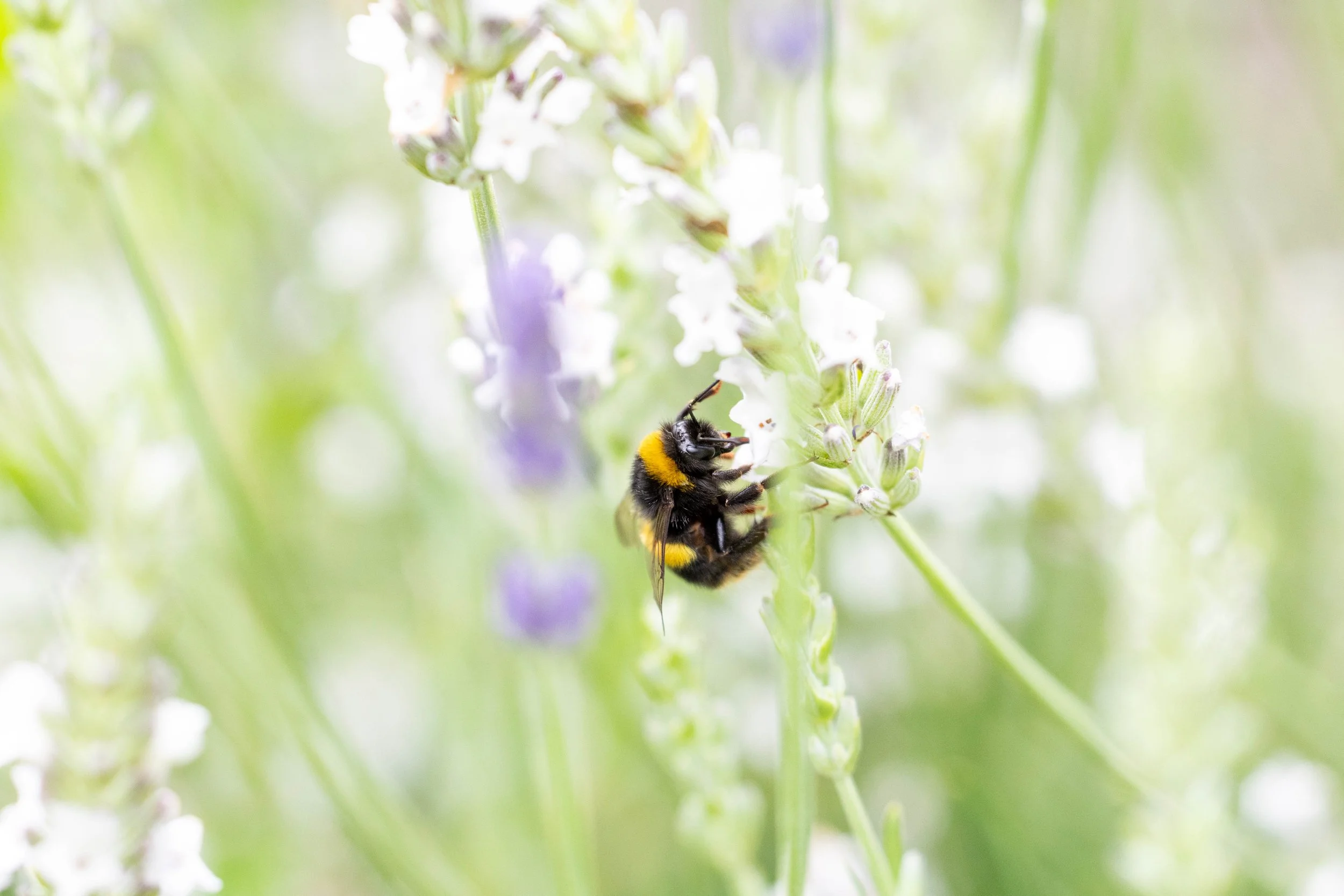 A bumblebee collecting nectar from white flowers in a green garden with blurred purple flowers in the background.