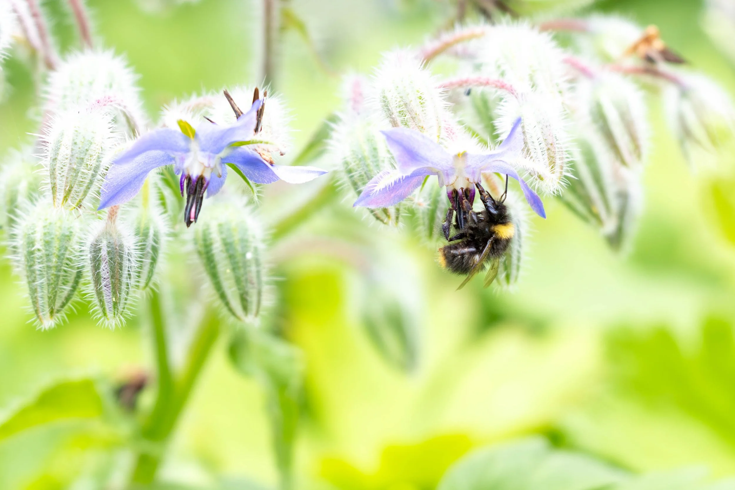 Borage flowers with bee collecting nectar in a garden.