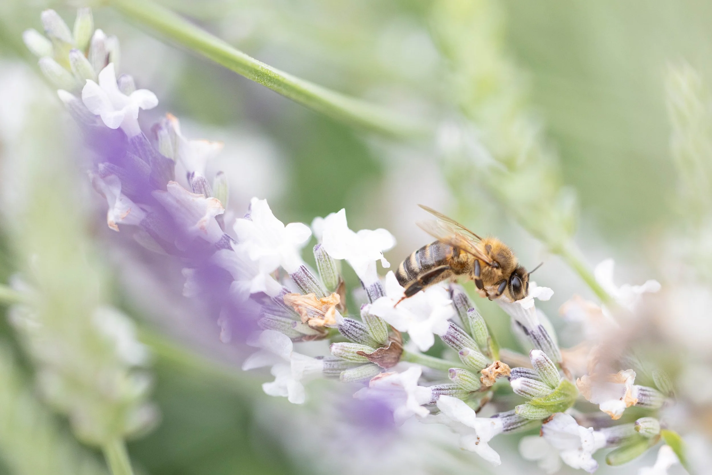 A honey bee collecting nectar from a cluster of lavender flowers.