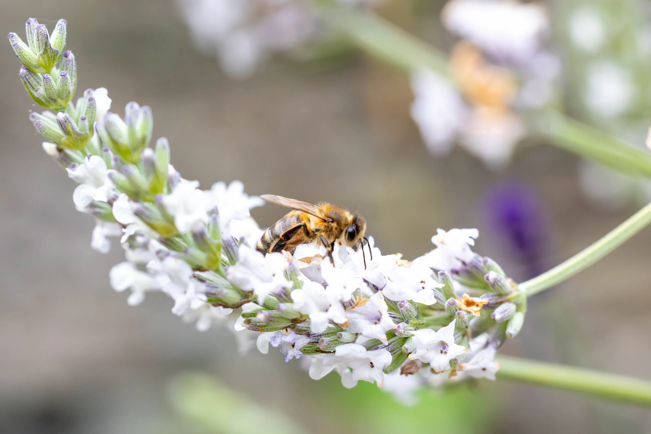 A bee collecting nectar from a lavender flower