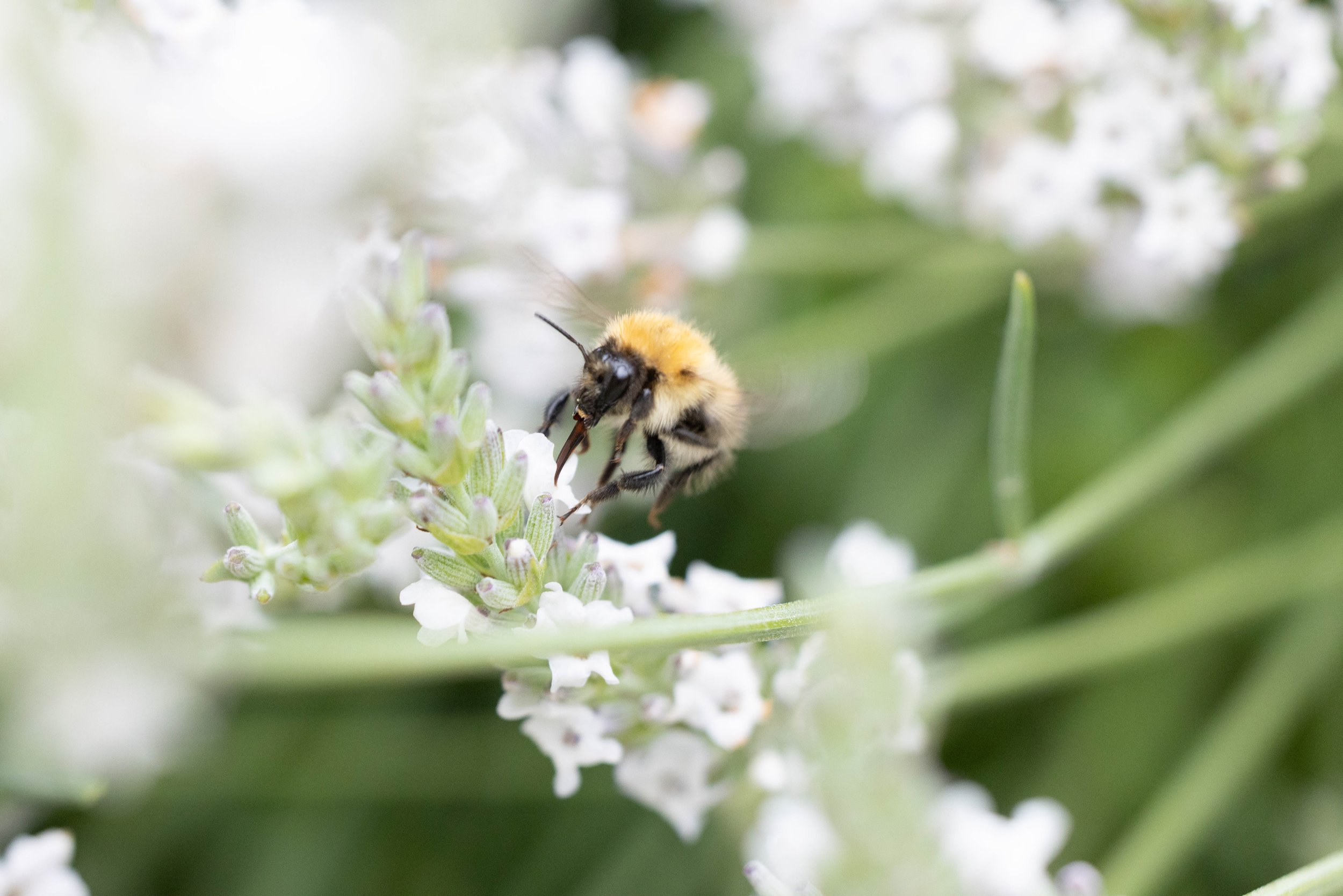 A close-up of a bee sitting on a small white flower surrounded by green foliage.