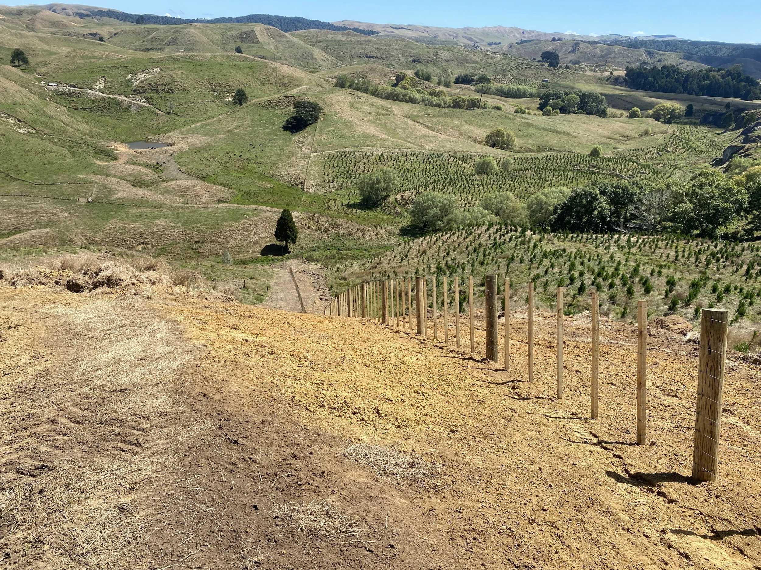 View of rolling hills with a newly planted pine forest and a dirt path bordered by a wooden fence.