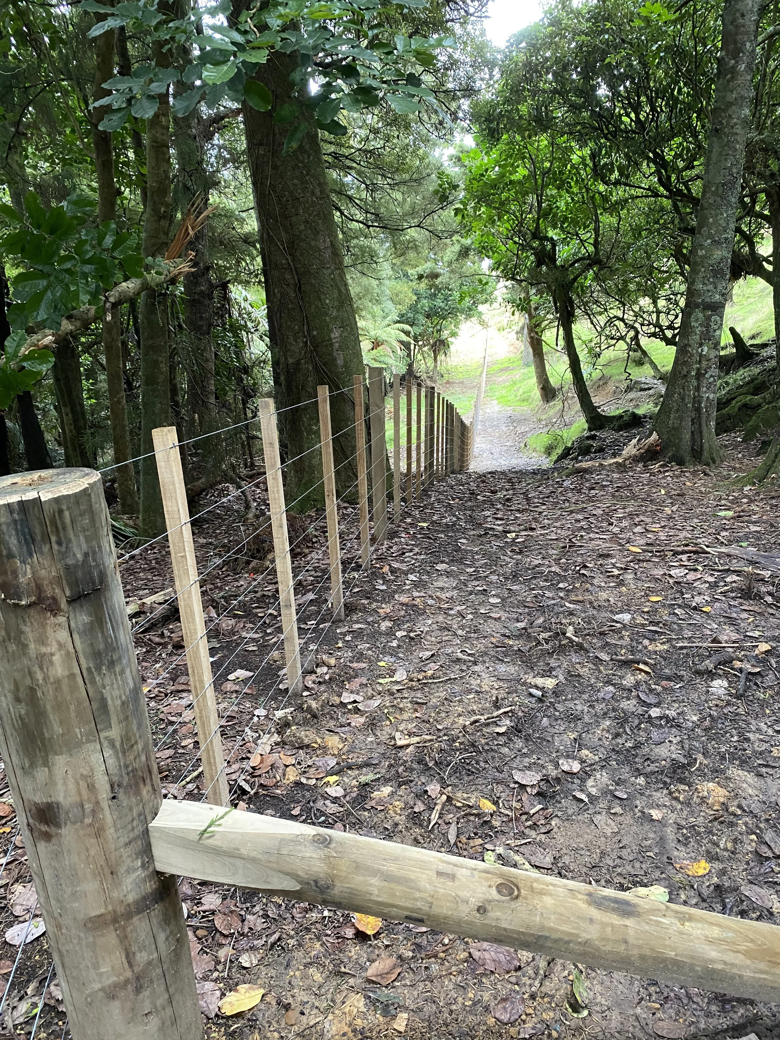 A forest dirt path with a wooden fence running alongside, surrounded by tall trees and green foliage.