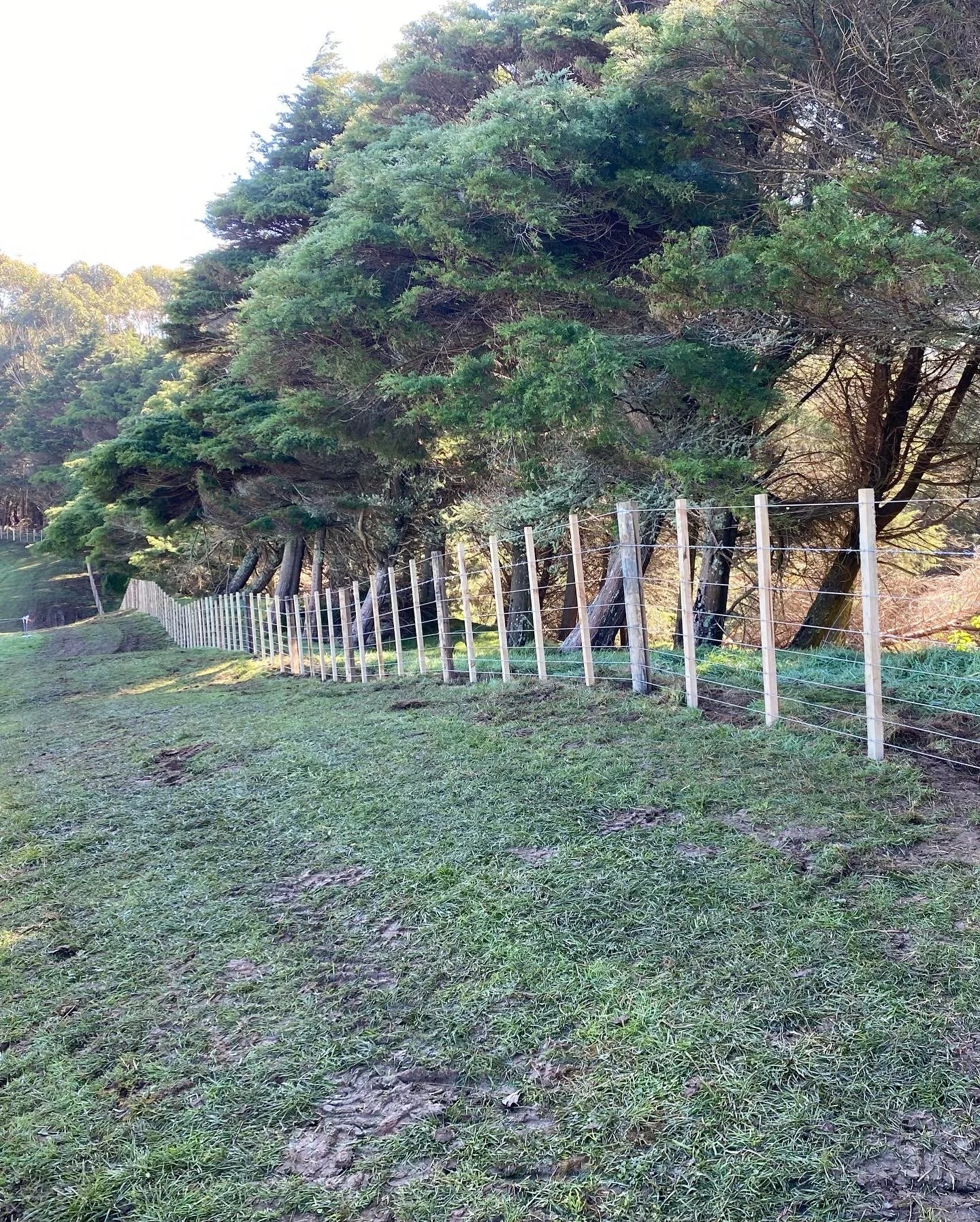 Slanted trees offering shade, alongside a wooden wire and batten fence on a grassy field.