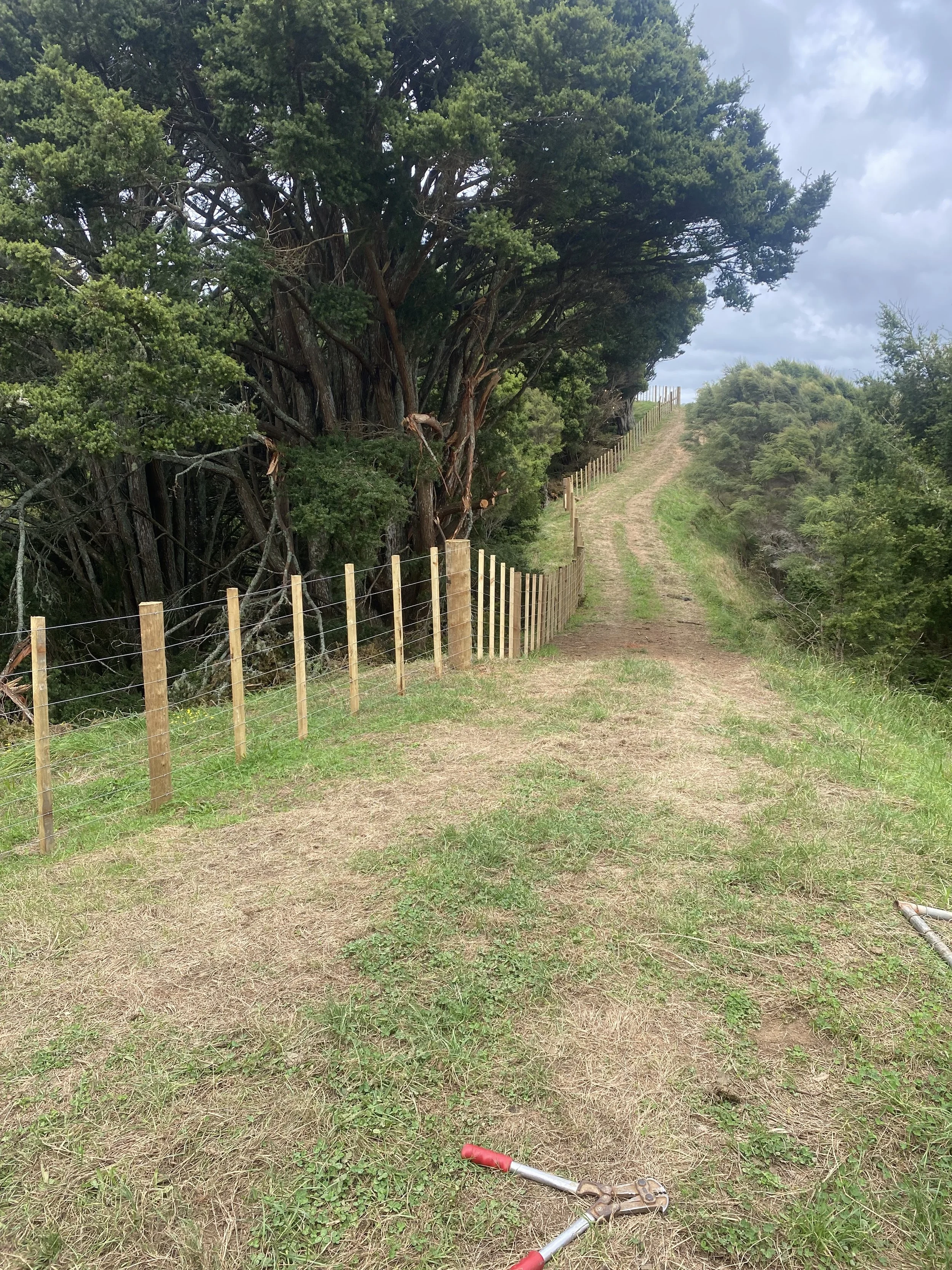 Path through grassy field with wire fence and trees under a cloudy sky
