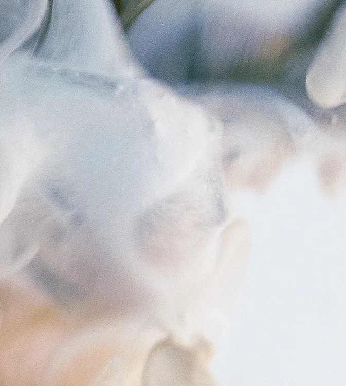 crop.jpg.webp