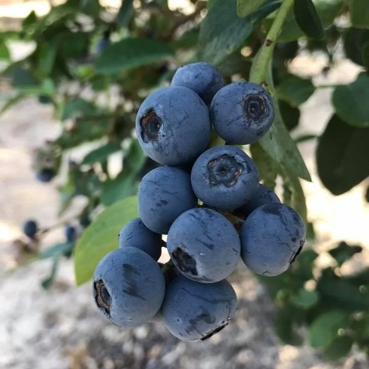 B&M Farms Blueberry Patch