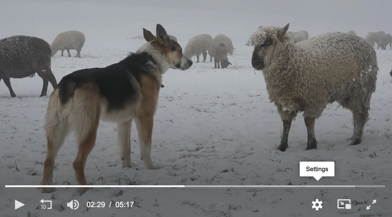 A video playing a dog standing in the snow facing a sheep. Other sheep are grazing in the snowy background.