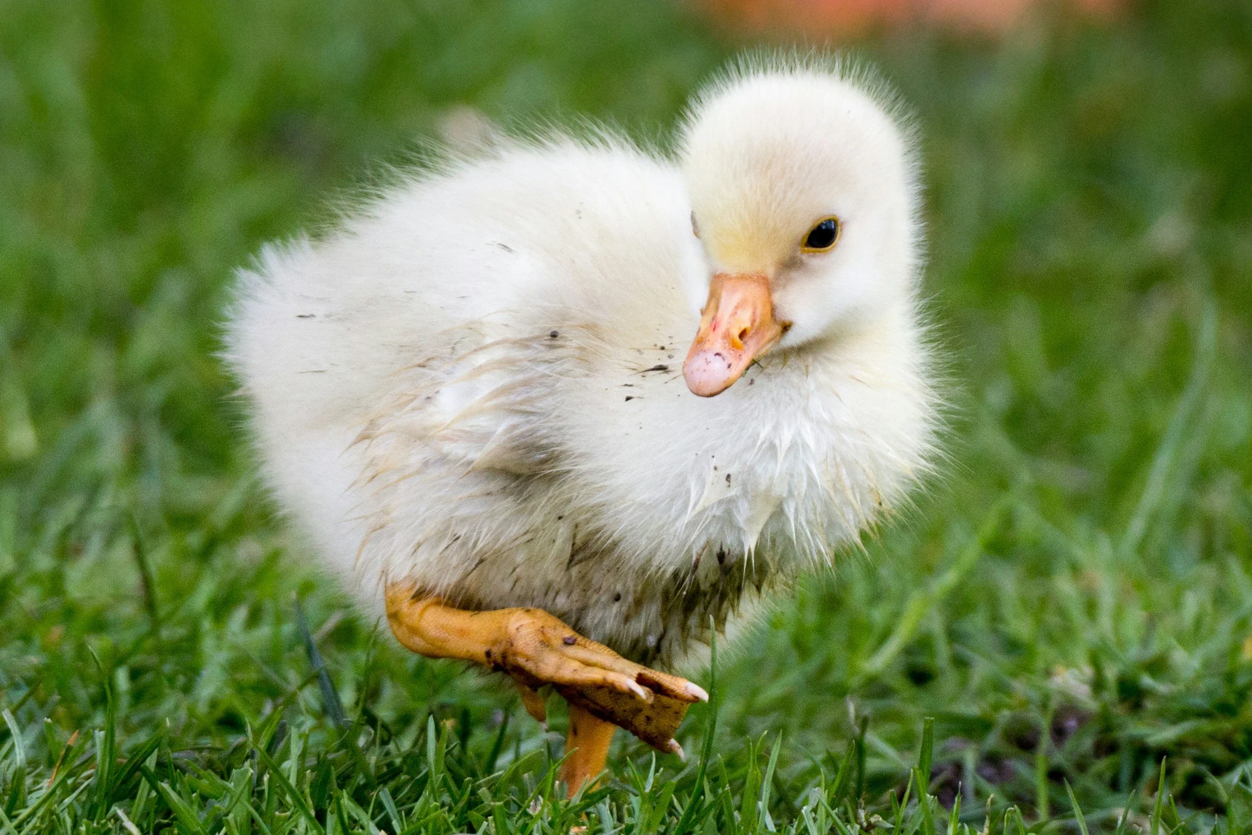 The very ugly duckling 2.0