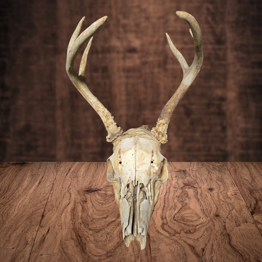 11" Deer Skull