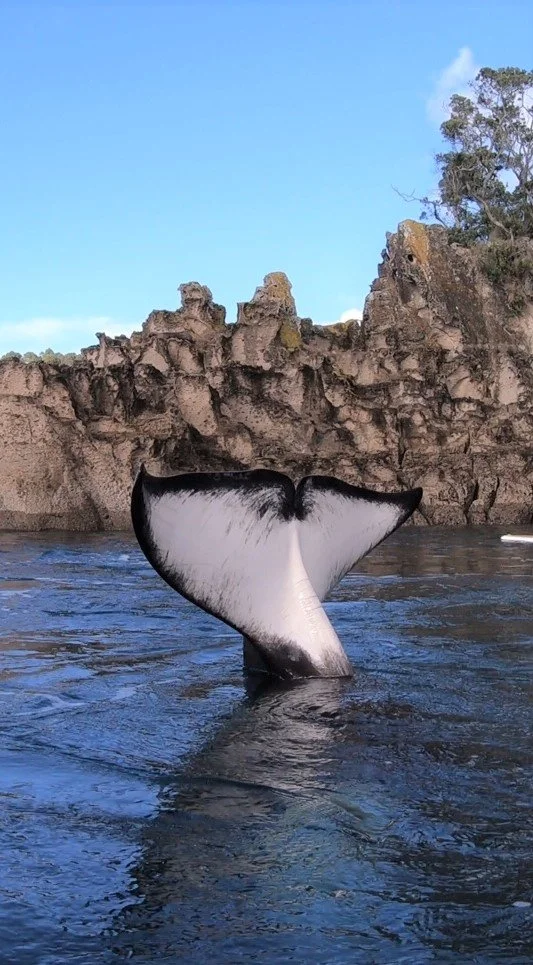 A whale's tail visible above the water near rocky shoreline with trees in background.