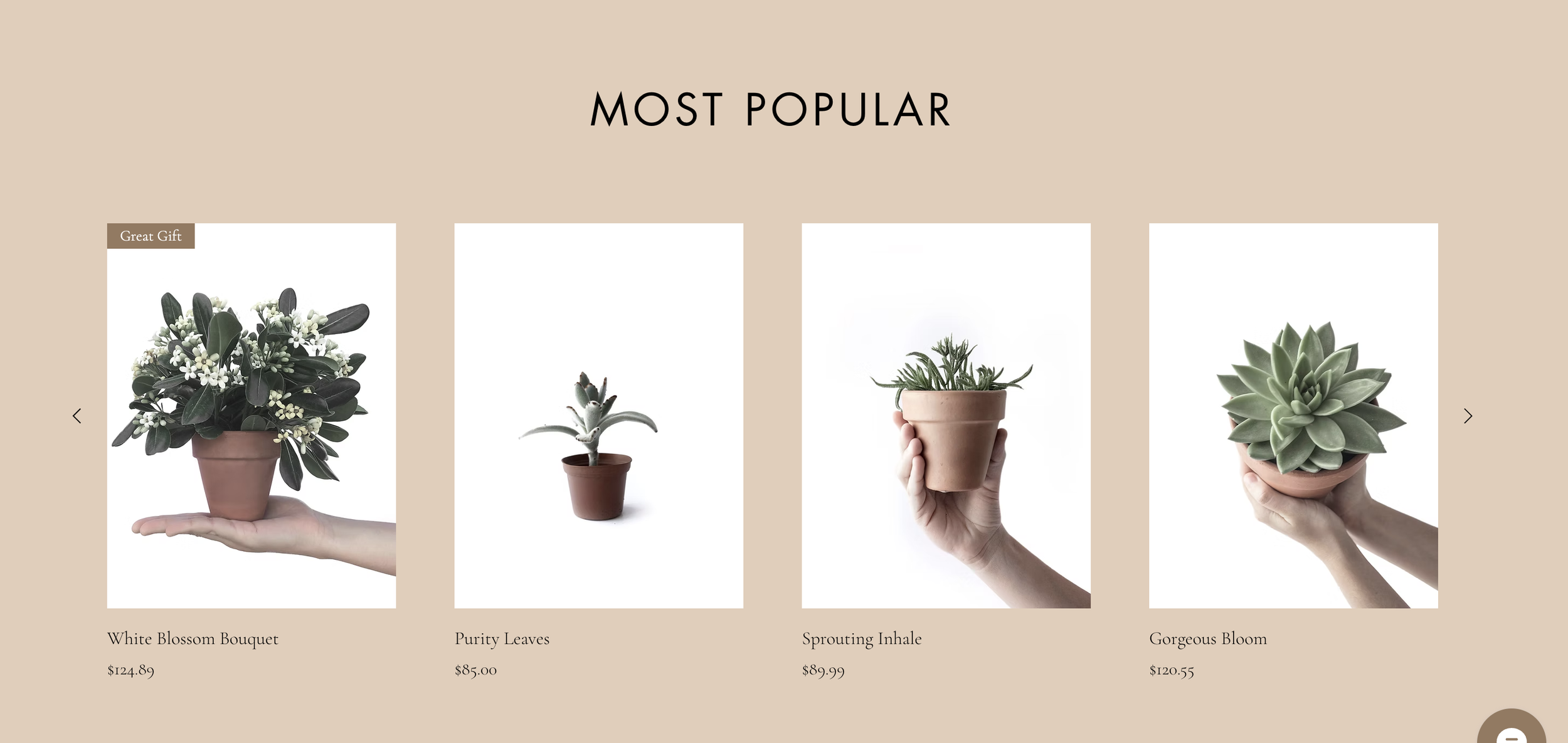 Display of potted plants labeled 'Most Popular' showing White Blossom Bouquet, Purity Leaves, Sprouting Inhale, and Gorgeous Bloom with prices.