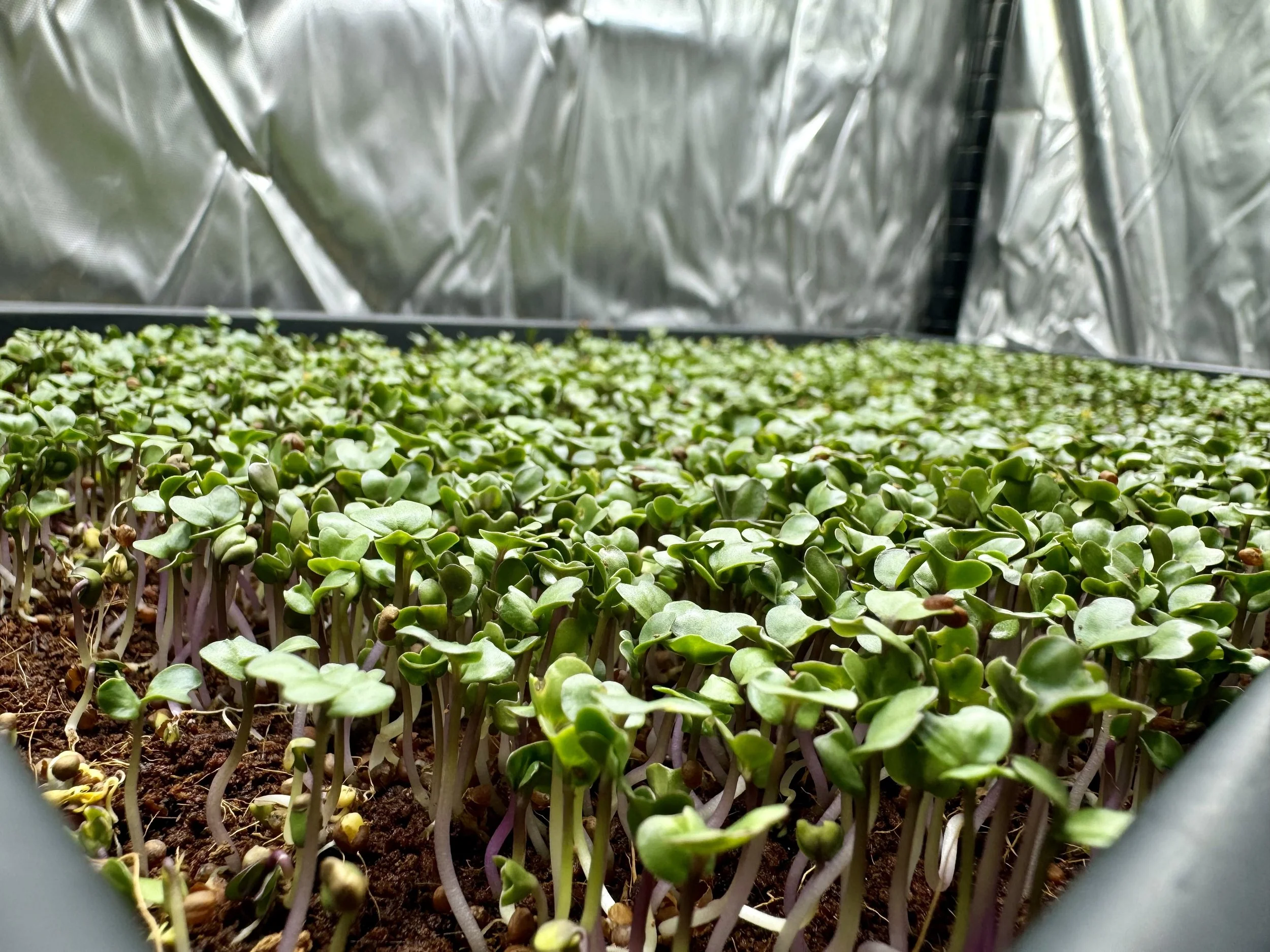 Broccoli - Microgreens