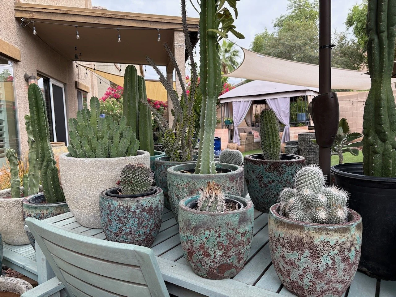 Rotating Variety of Cactus, starting at $25 for 1 gallon containers