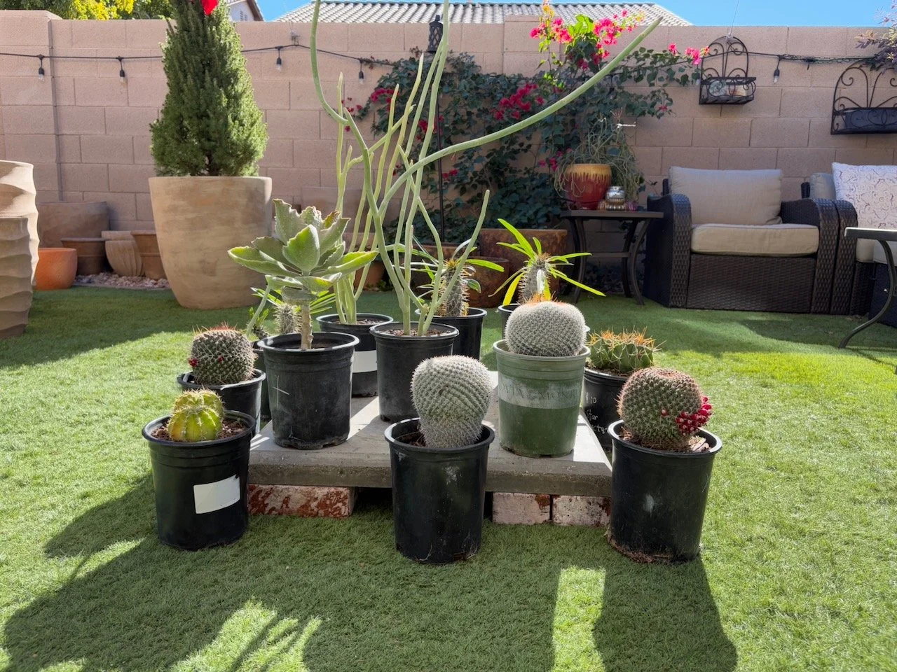 1 gallon Cactus $25 each