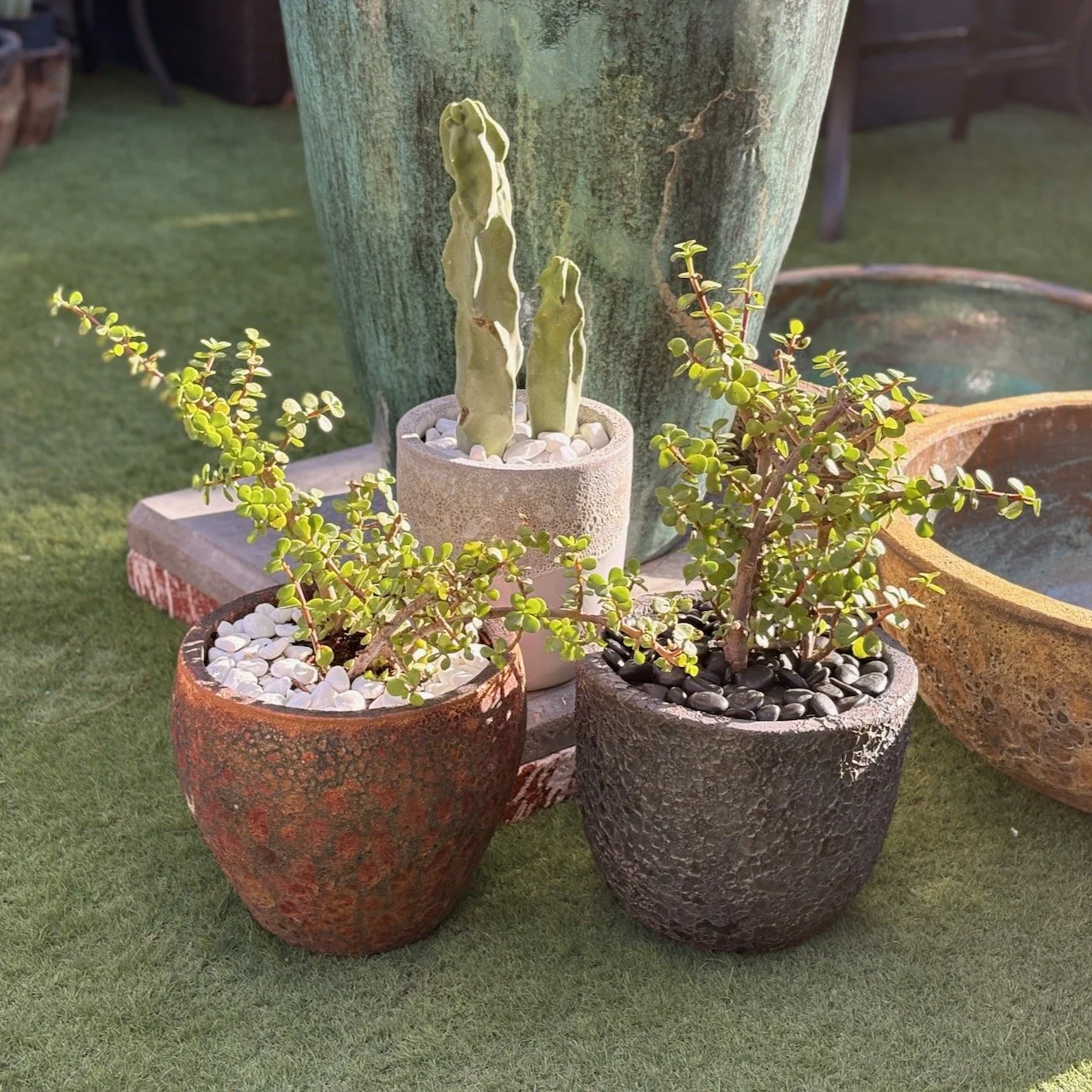 Pick a pot & cactus, and we'll plant it for you