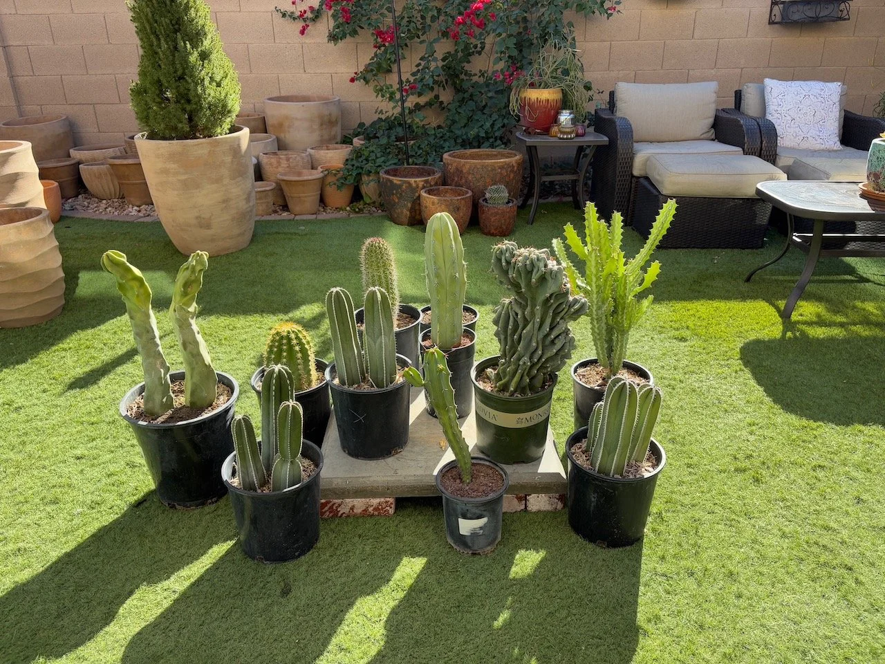 2 gallon Cactus $50 each