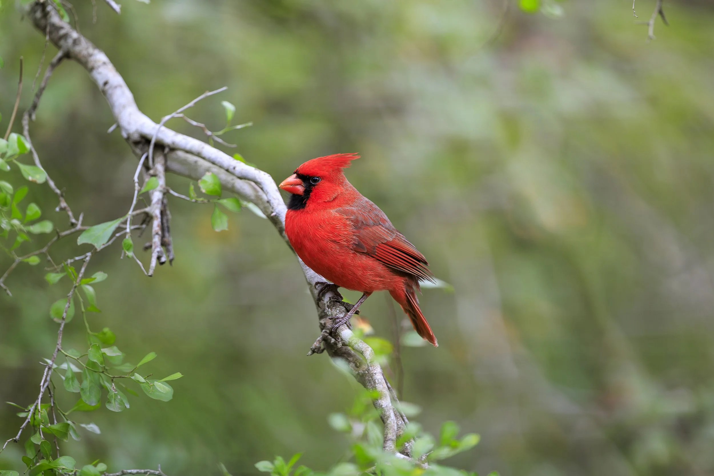 Northern Cardinal-2.jpg