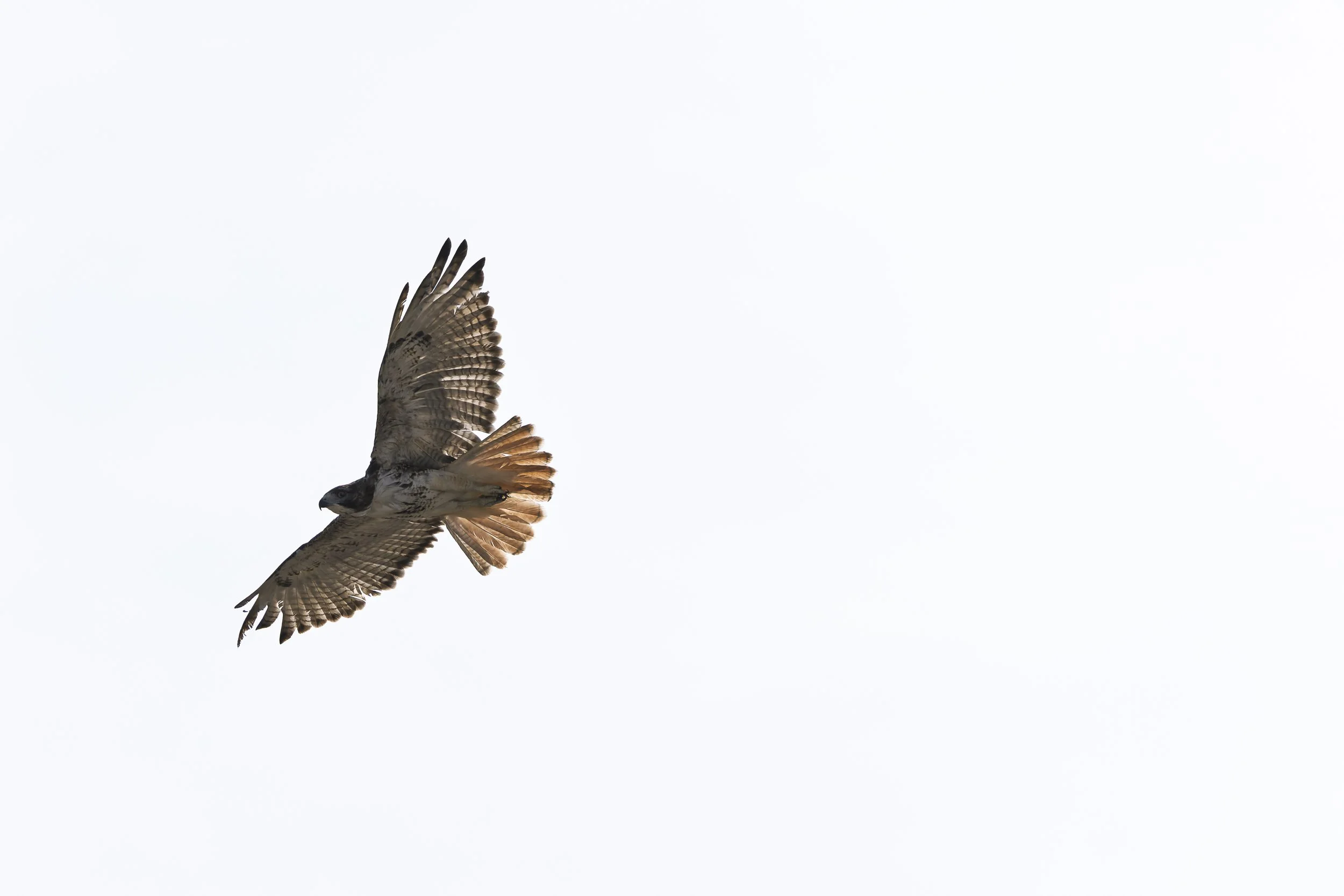 Red-tailed Hawk-4.jpg