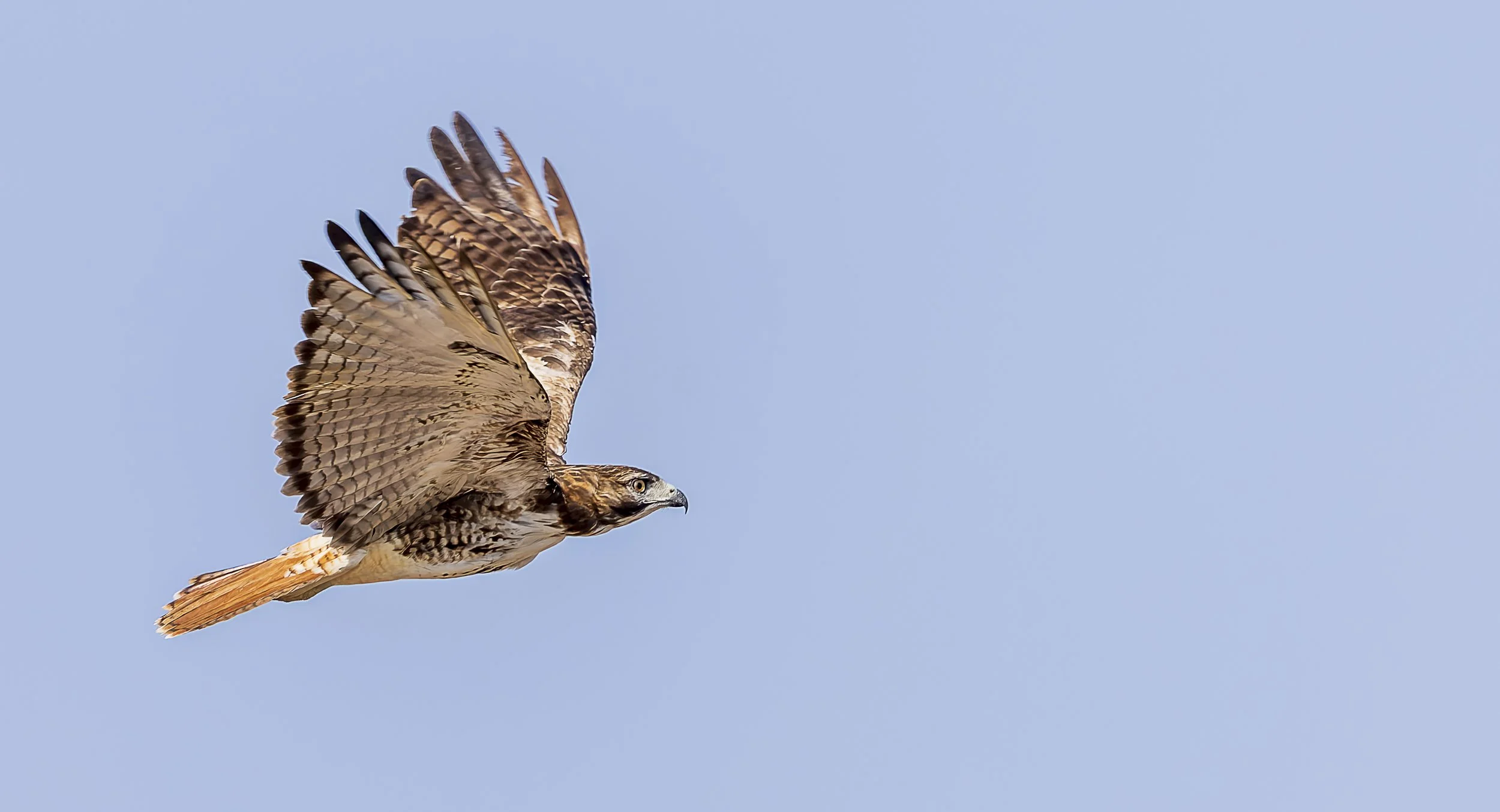 Red-tailed Hawk-1.jpg