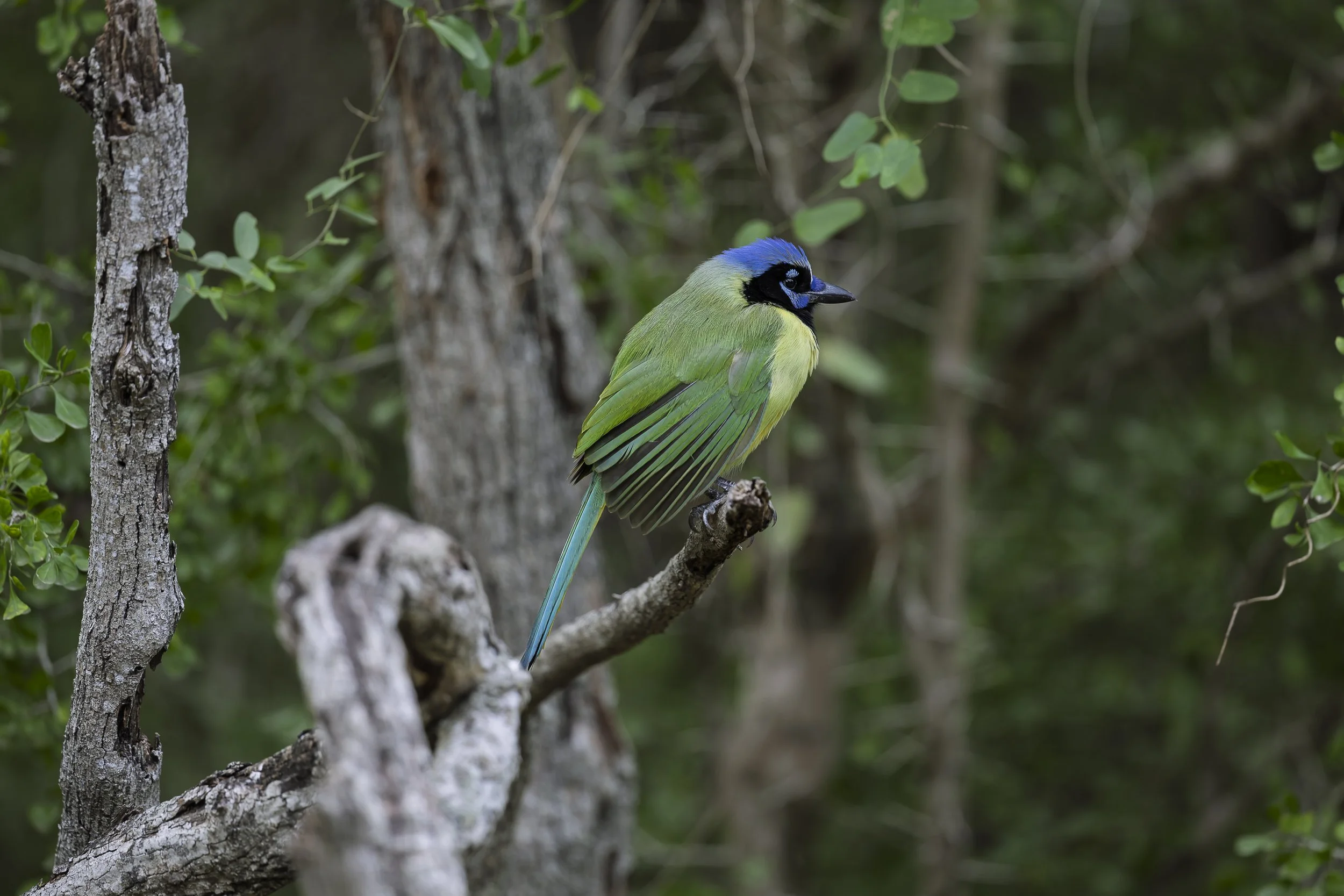 Green Jay-5.jpg