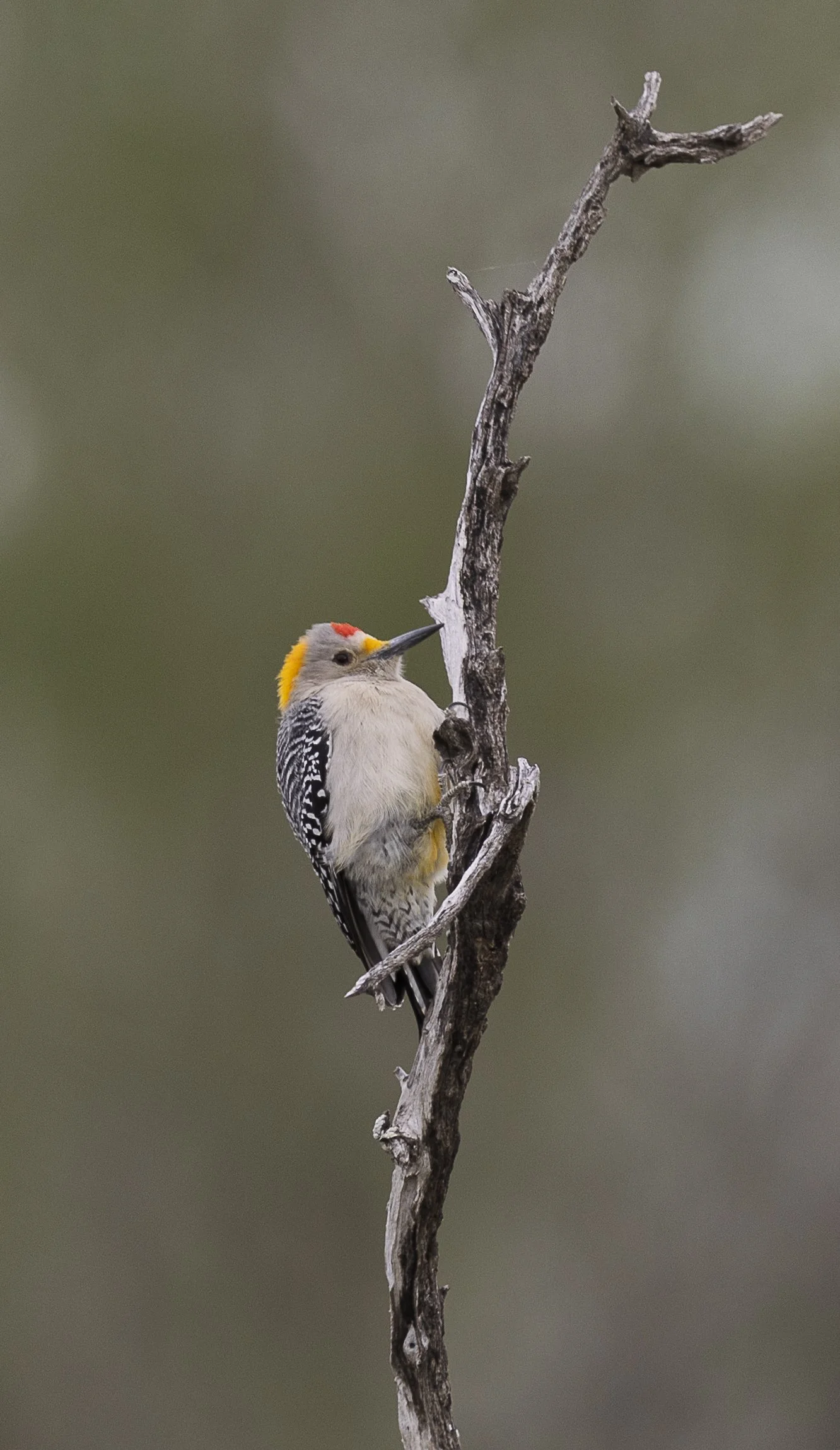 Golden-fronted Woodpecker-2-2.jpg