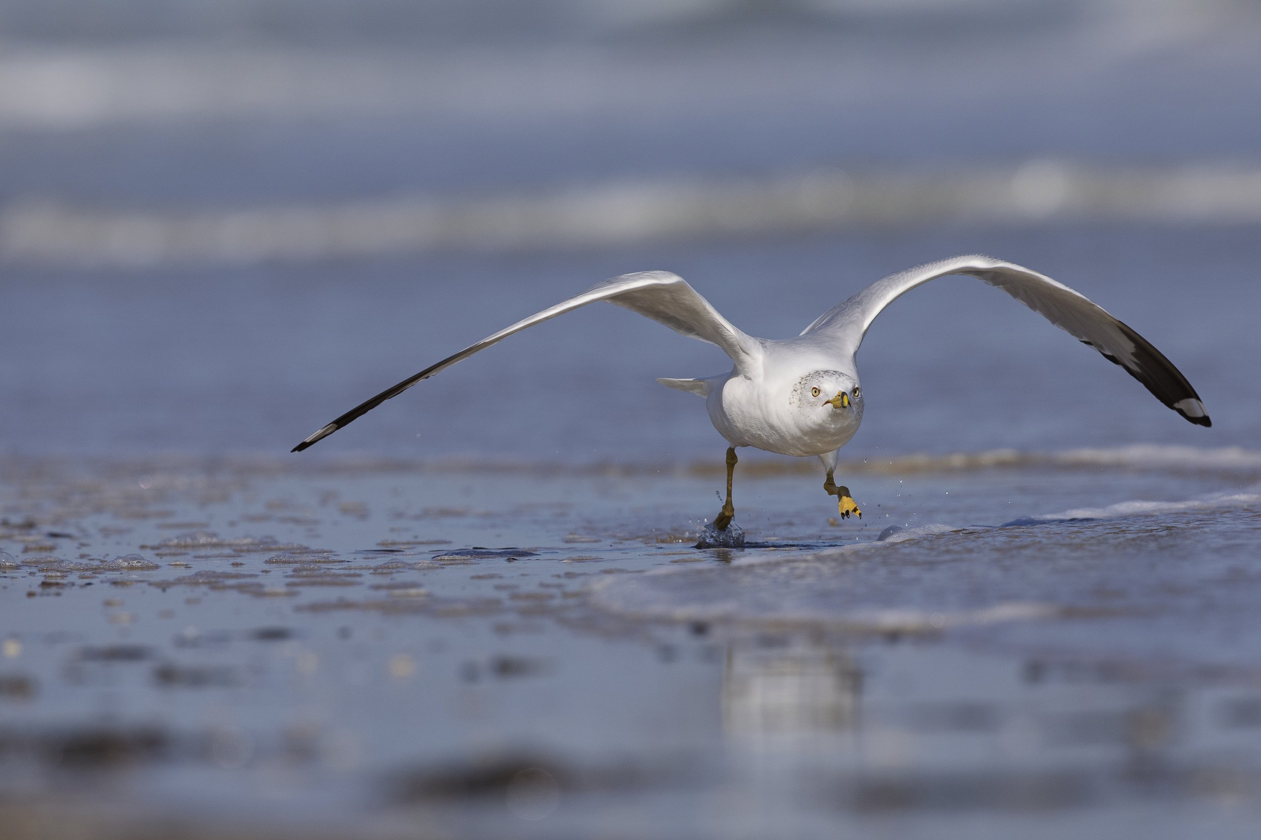 Ring-billed Gull-2.jpg