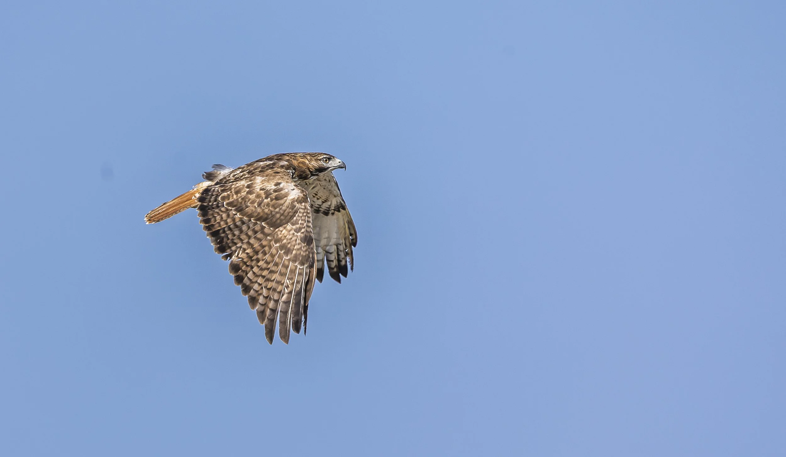 Red-tailed Hawk-2.jpg