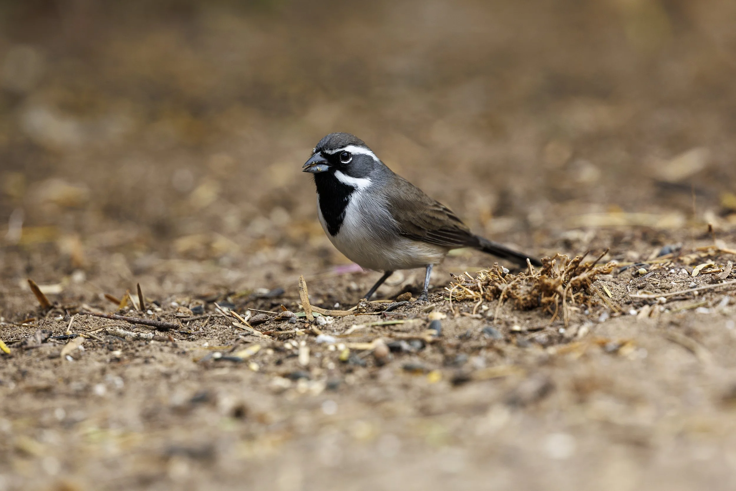 Black-throated Sparrow-1.jpg