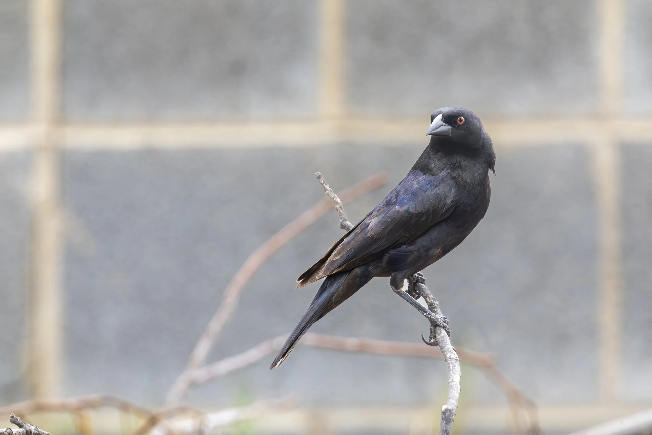 Bronzed Cowbird-2.jpg