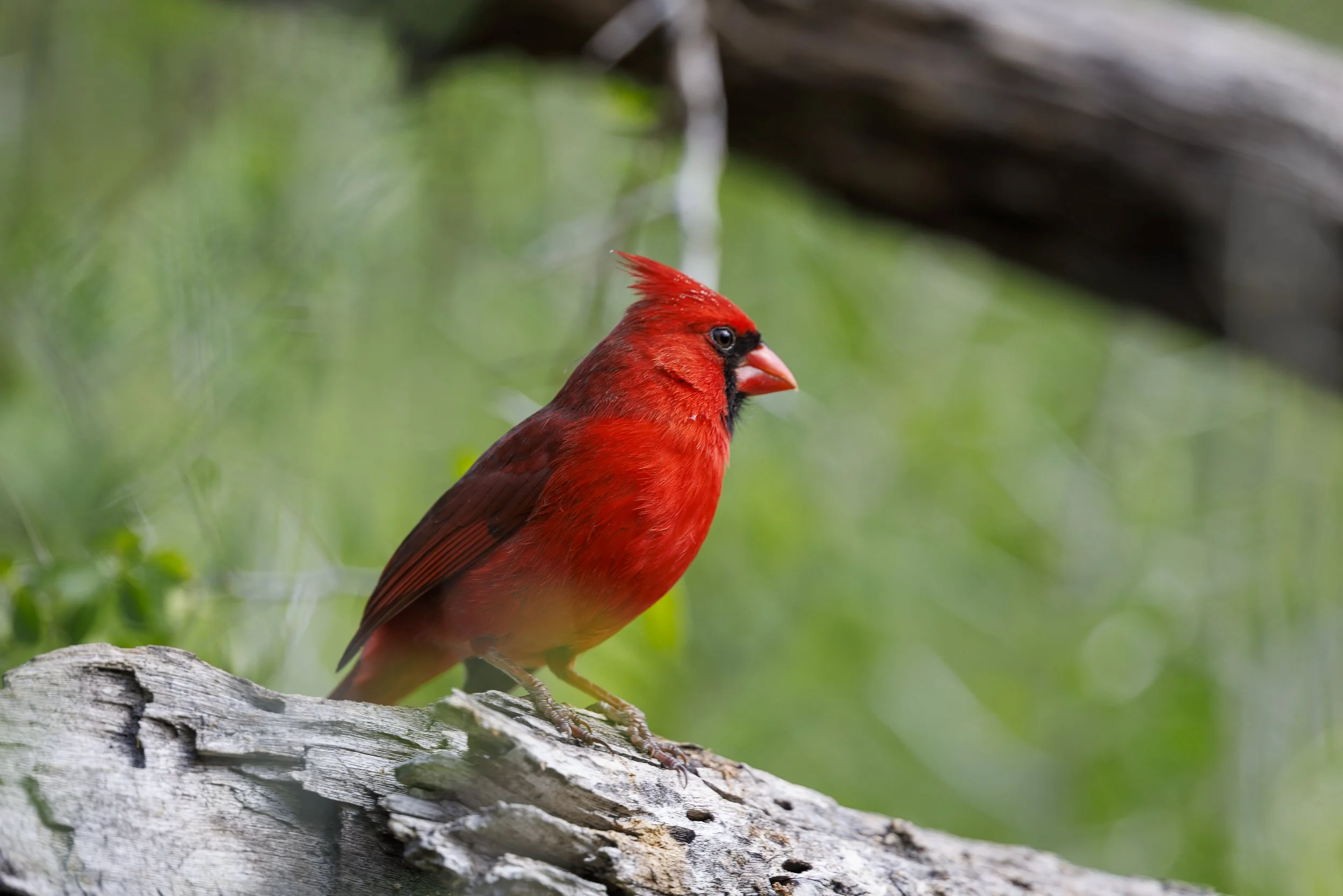 Northern Cardinal-1-2.jpg