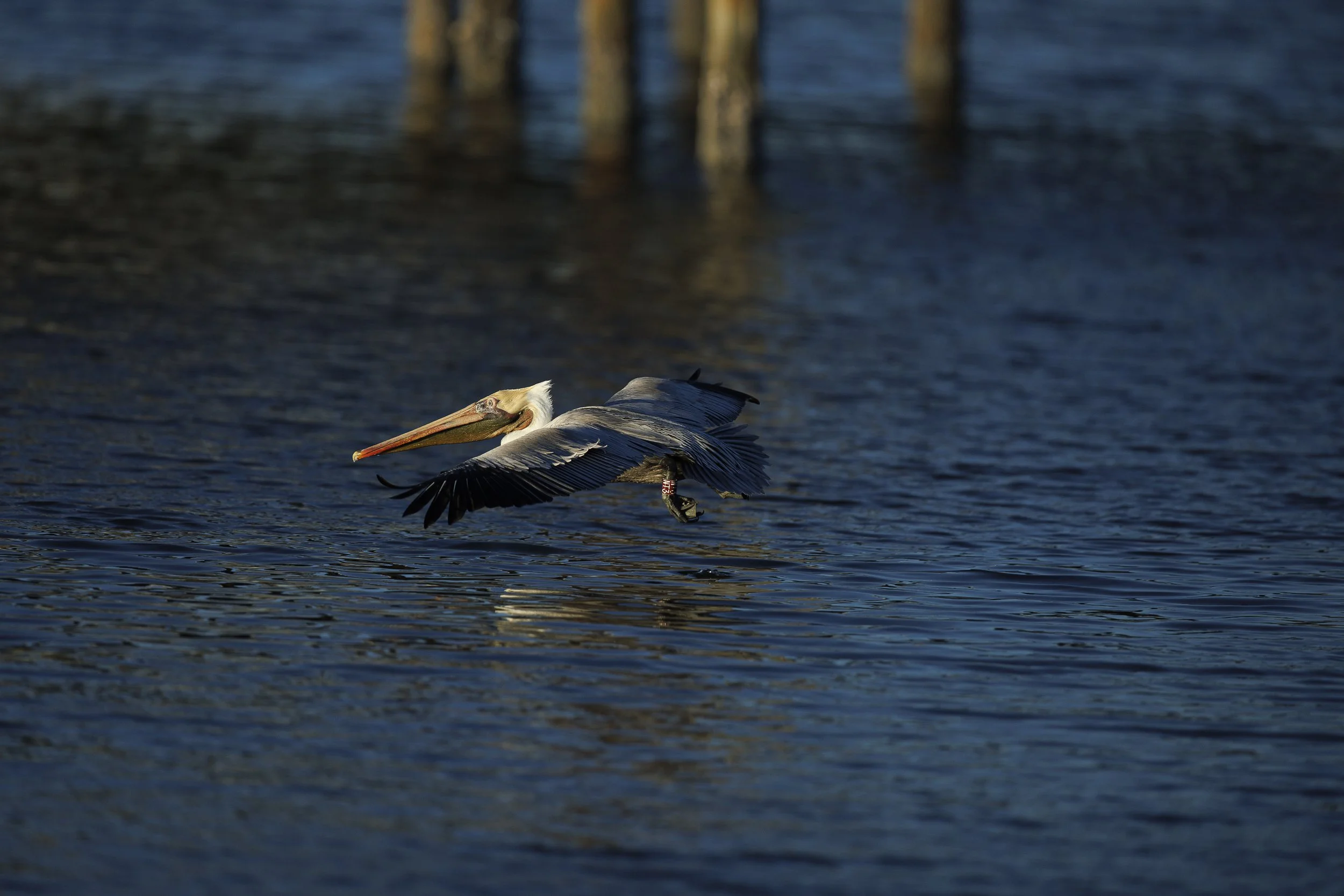 Brown Pelican-3.jpg