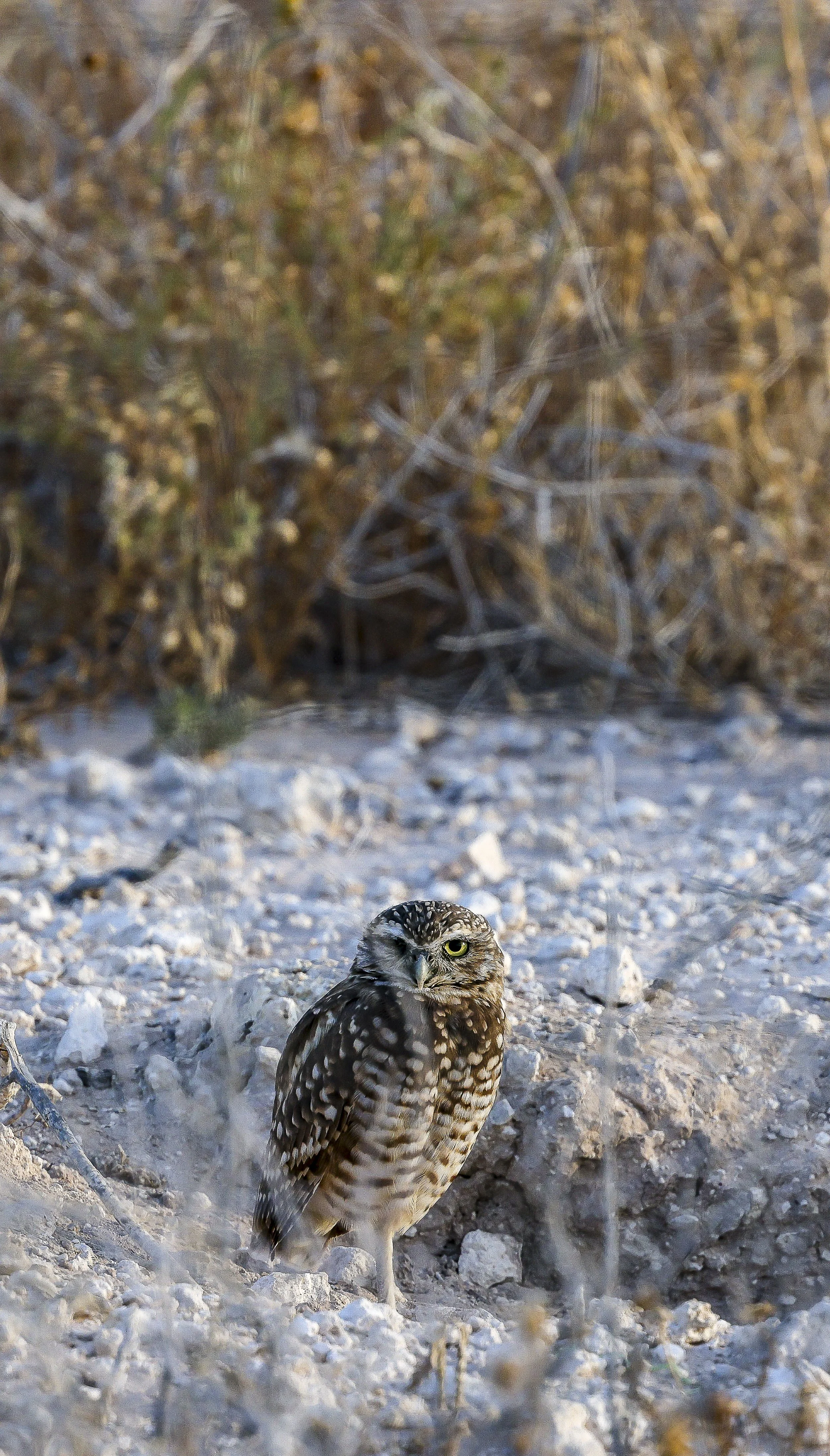 Burrowing Owl-4.jpg