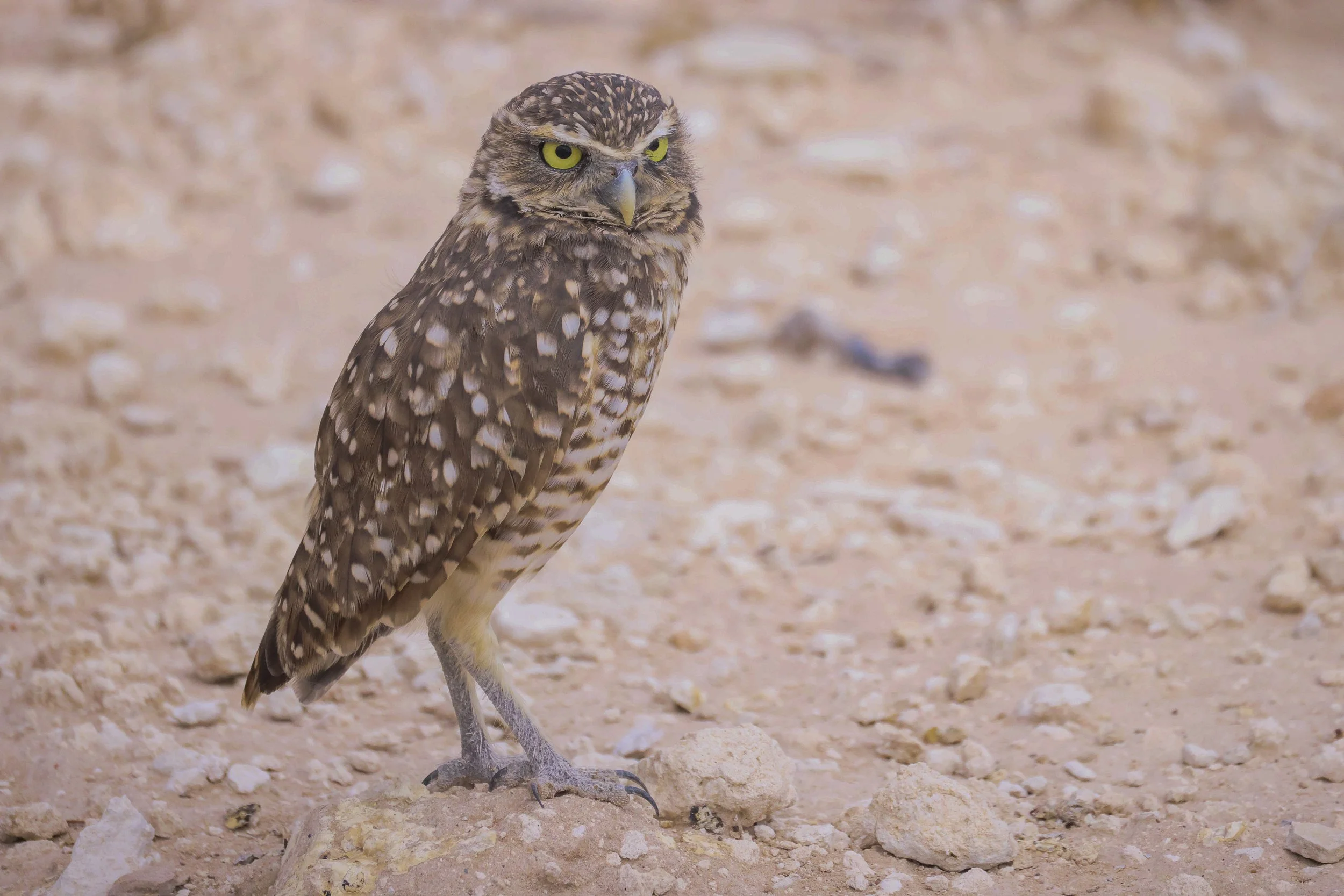 Burrowing Owl-06.jpg