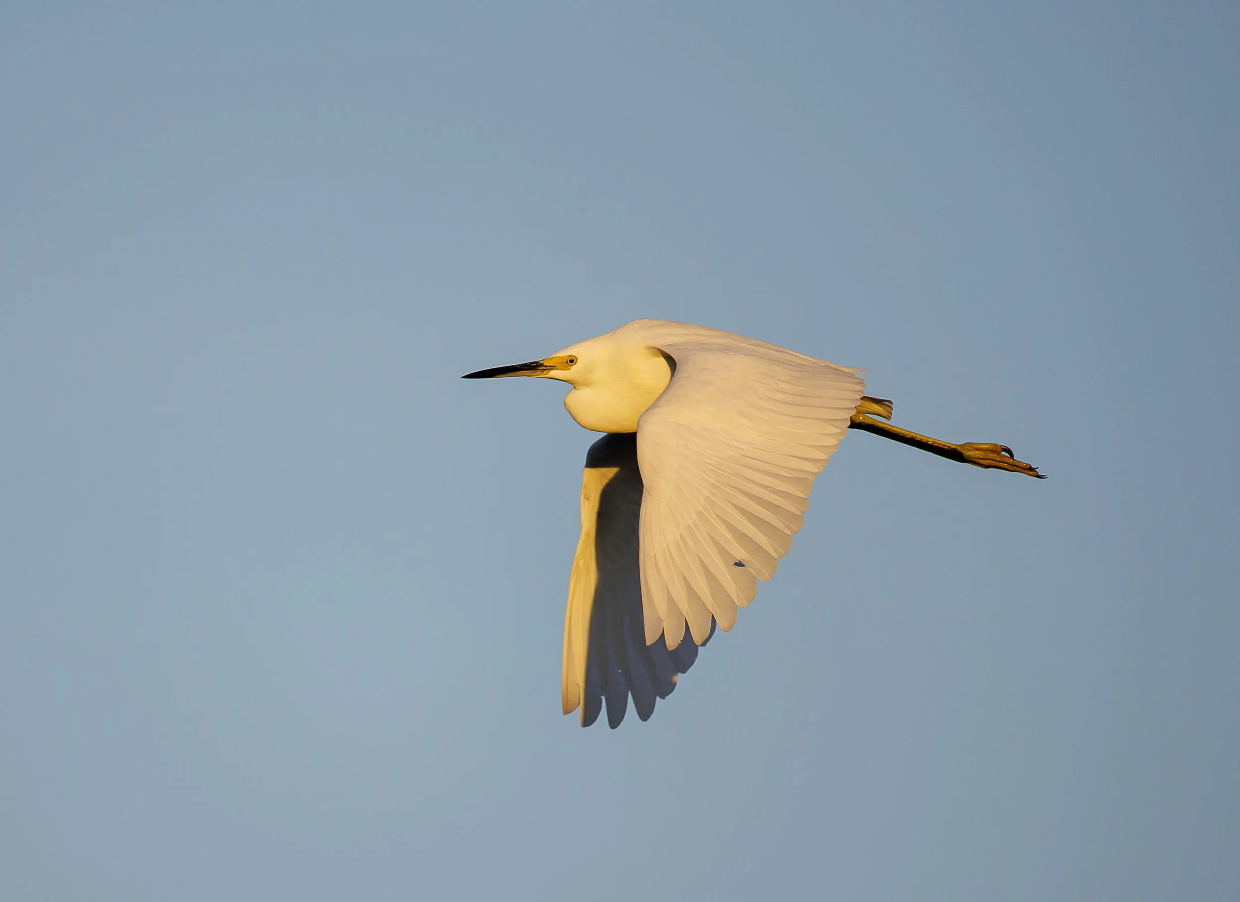 Snowy Egret.jpg