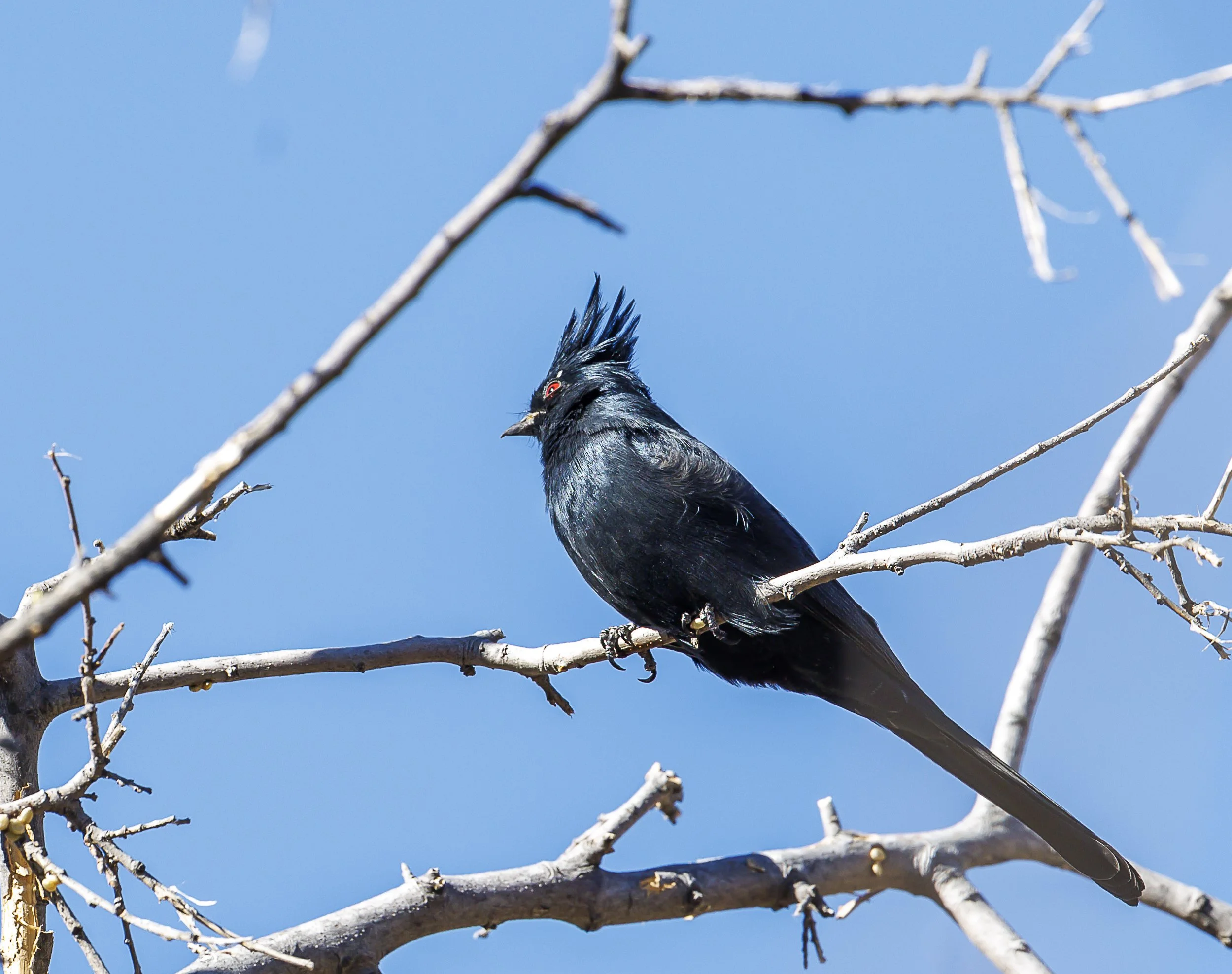 Phainopepla-2.jpg