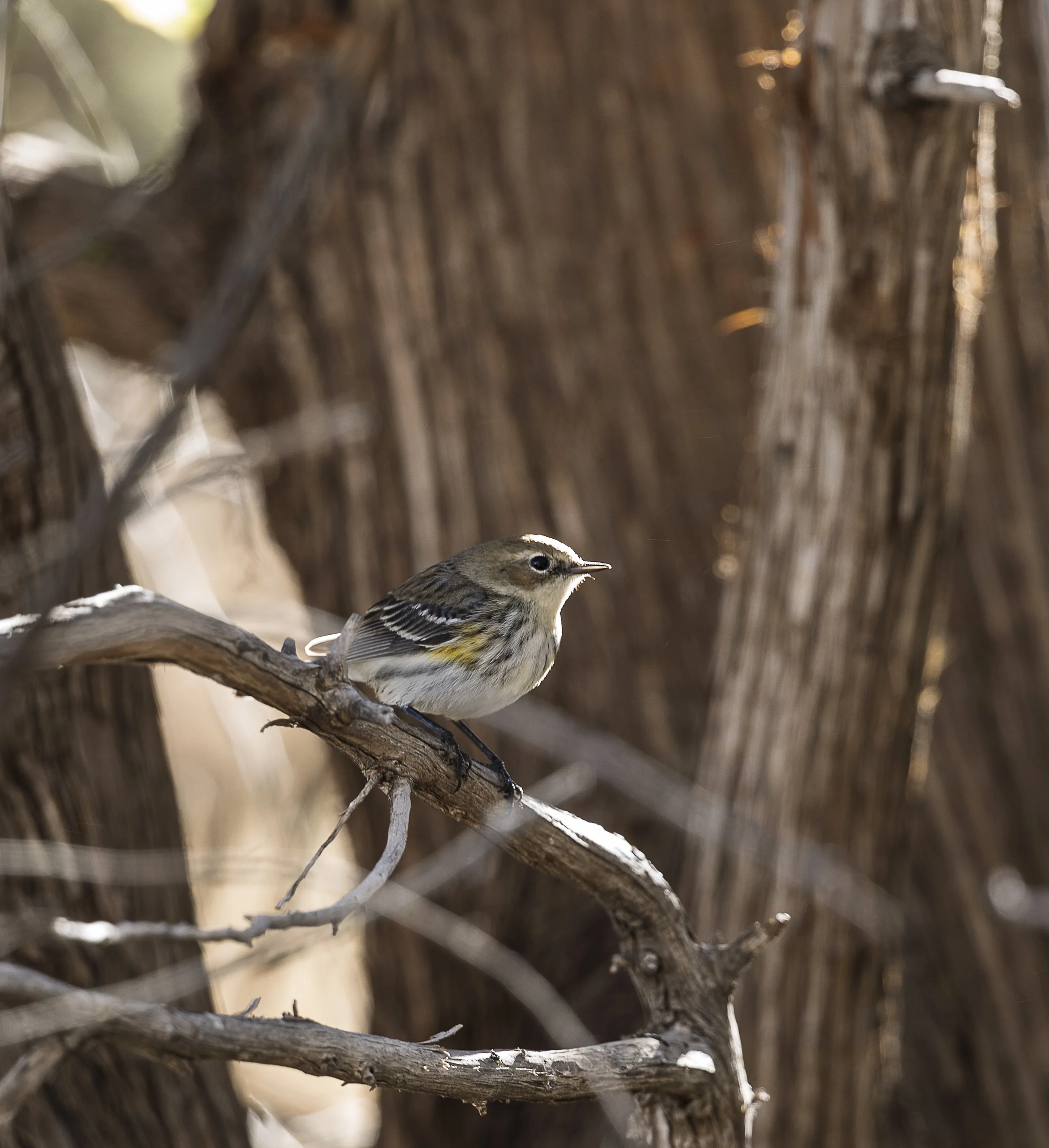 Yellow-rumped Warbler-1.jpg
